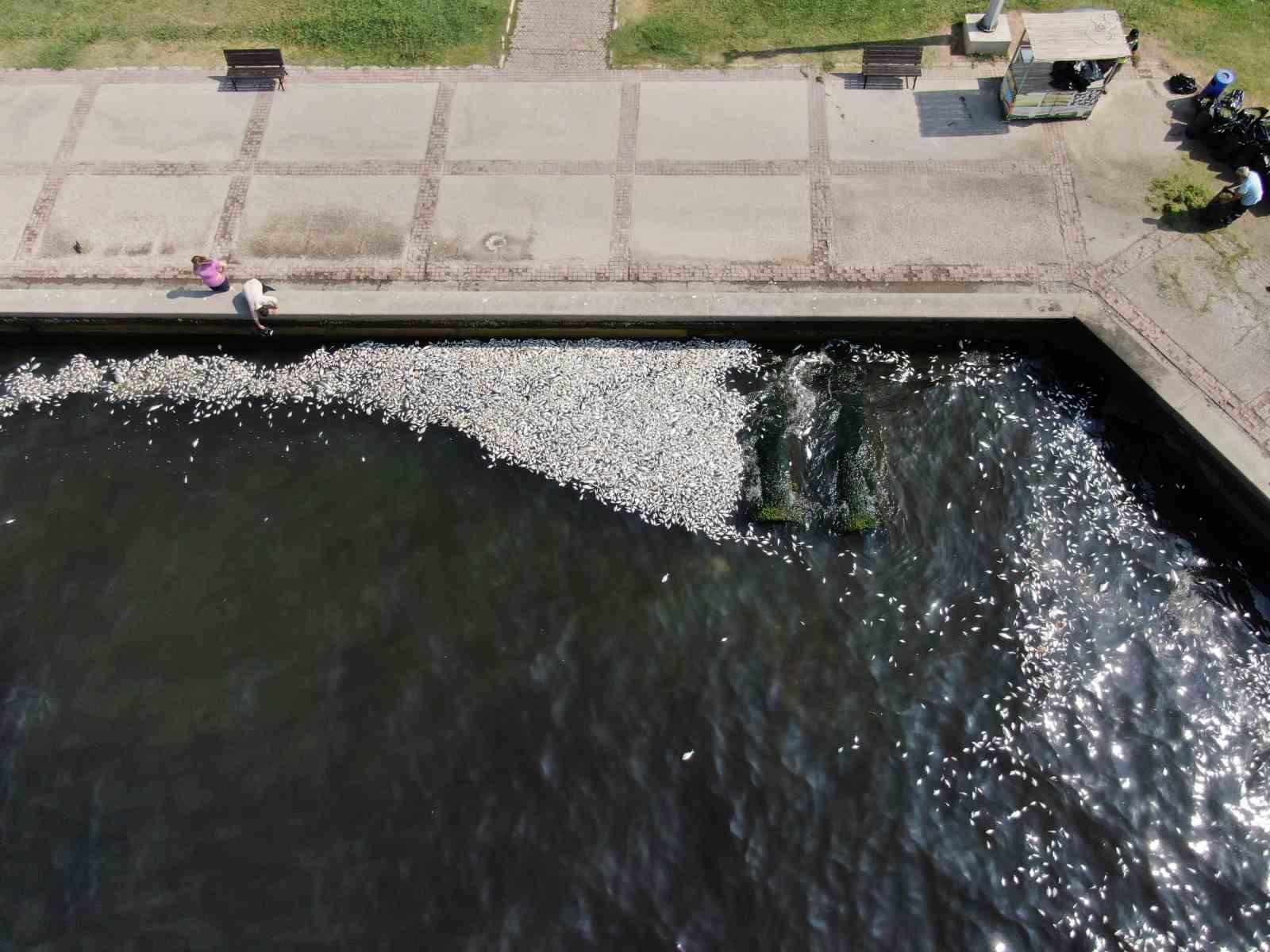 İzmir Körfezi’nde felaketin boyutu artıyor: Her yer ölü balık
