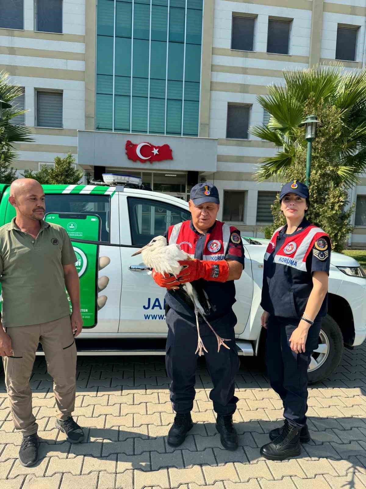 Osmaniye’de cami minaresinde mahsur kalan yaralı leylek kurtarıldı
