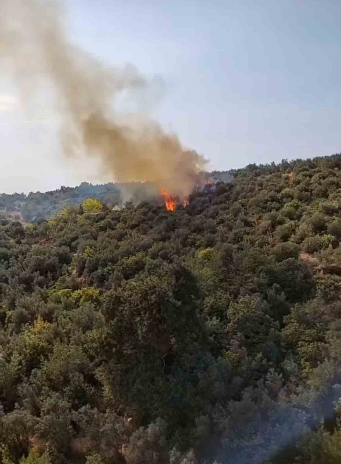 Bursa’da barakadan çıkan yangın zeytinlik alana sıçradı
