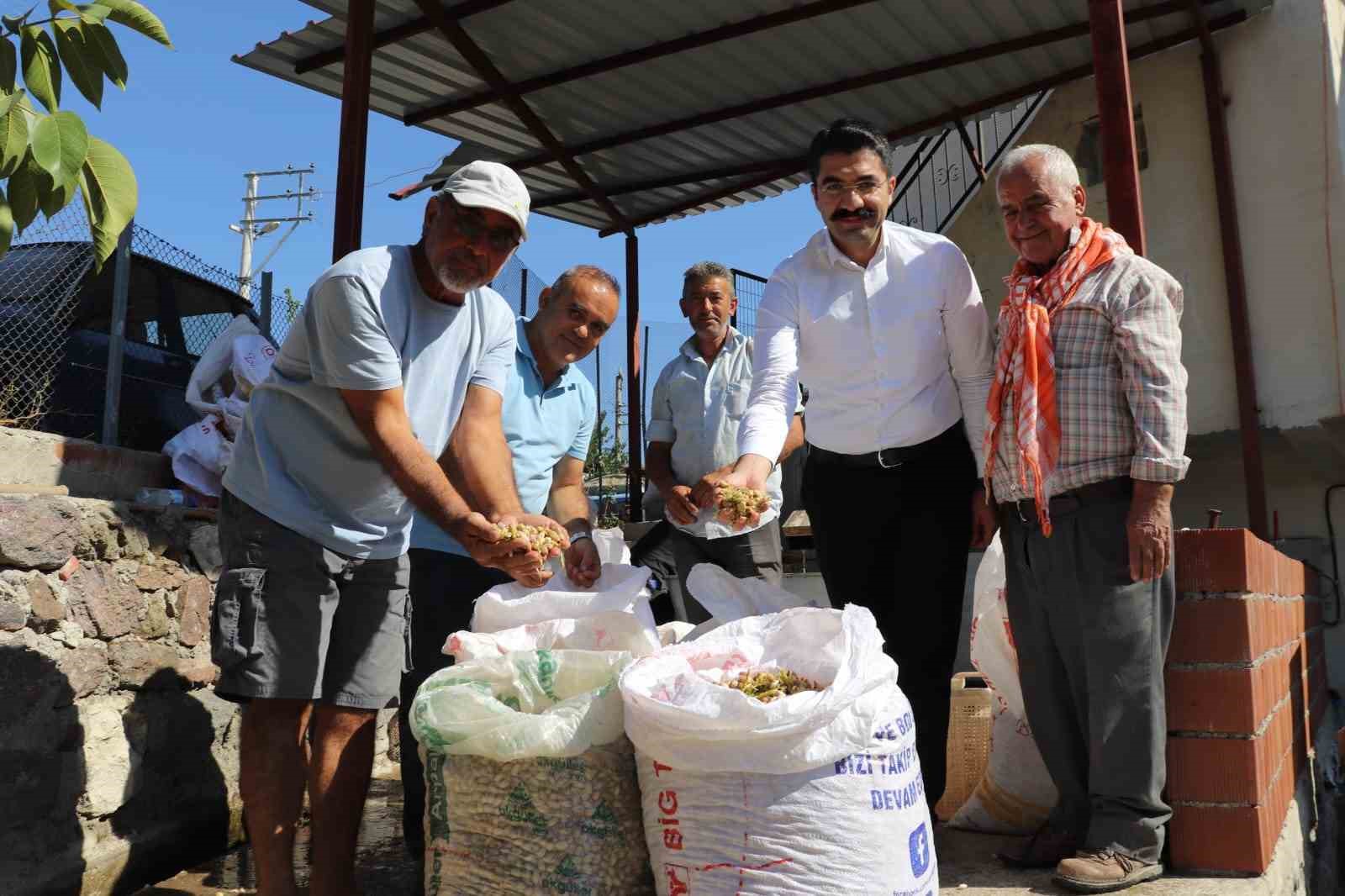 Selendi’de yeşil altında hasat başladı
