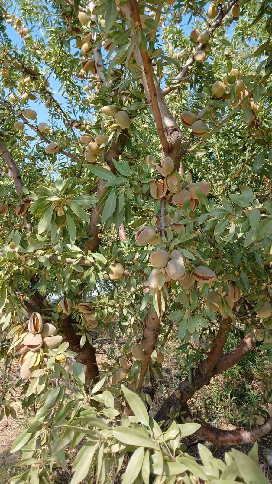 Yapraktan çok badem var
