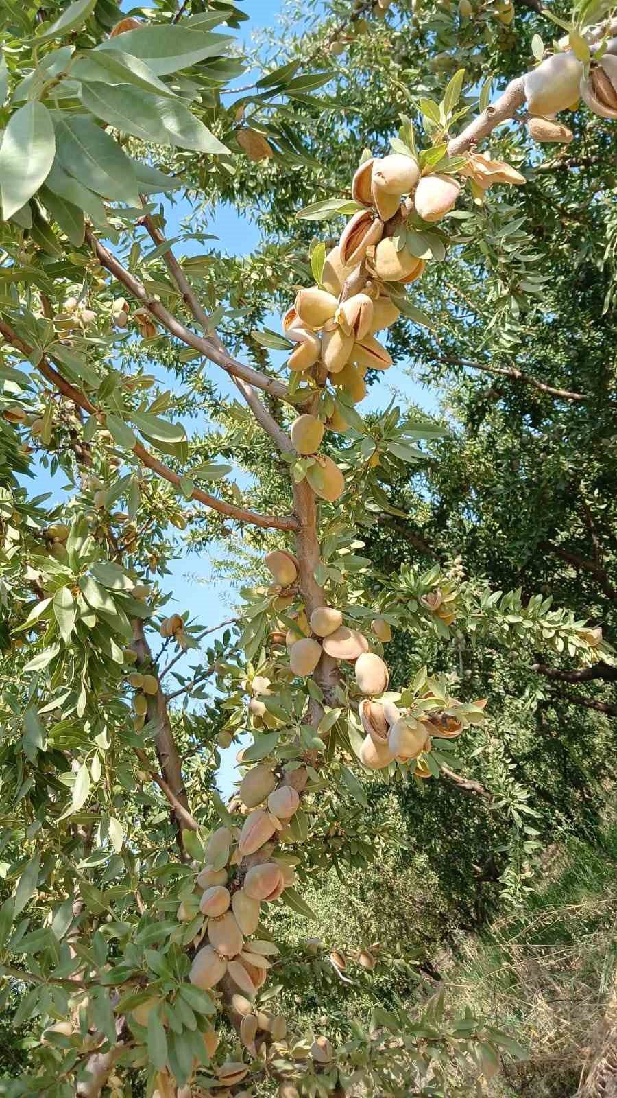 Yapraktan çok badem var
