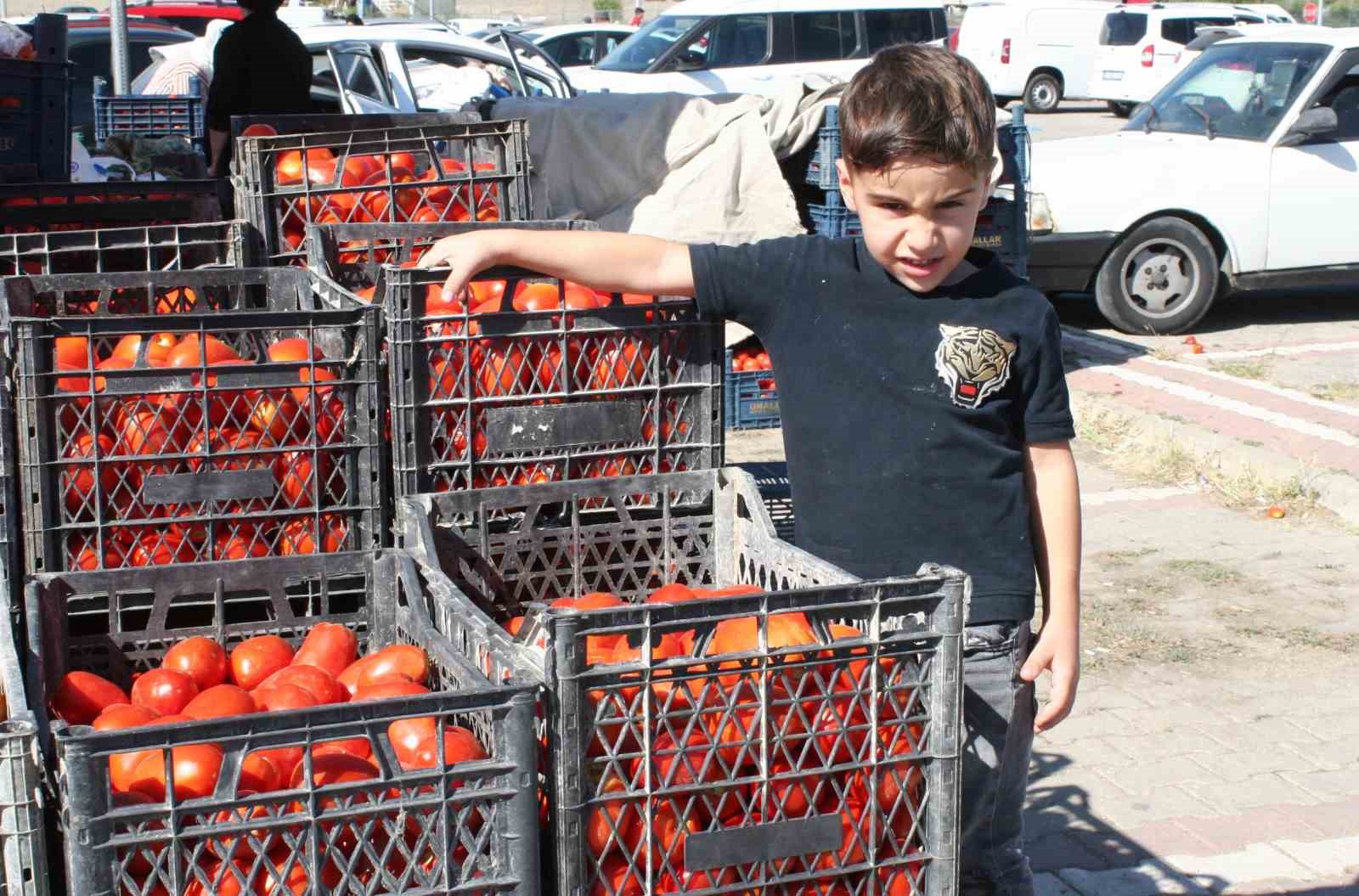 (ÖZEL) Salçalık domatesler görücüye çıktı
