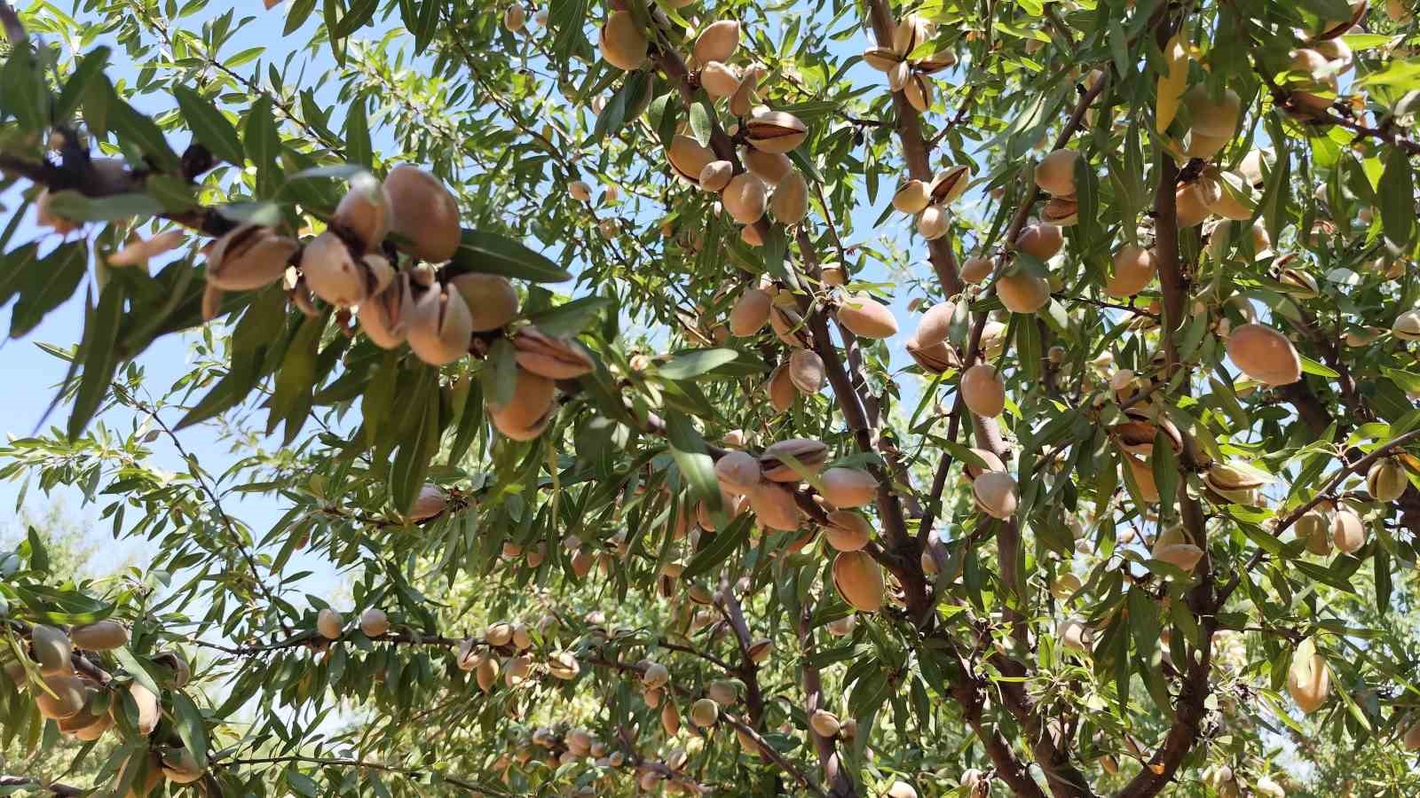 Adıyaman’da badem hasadı başladı
