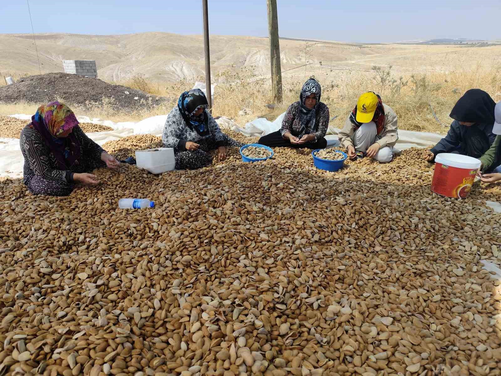 Adıyaman’da badem hasadı başladı
