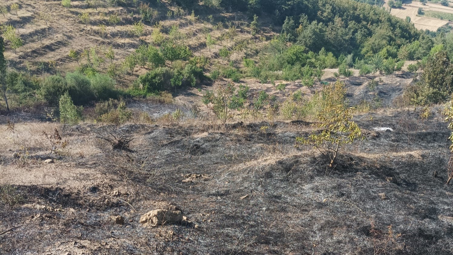 Amasya’da çıkan yangında 10 dönüm meyve bahçesi zarar gördü
