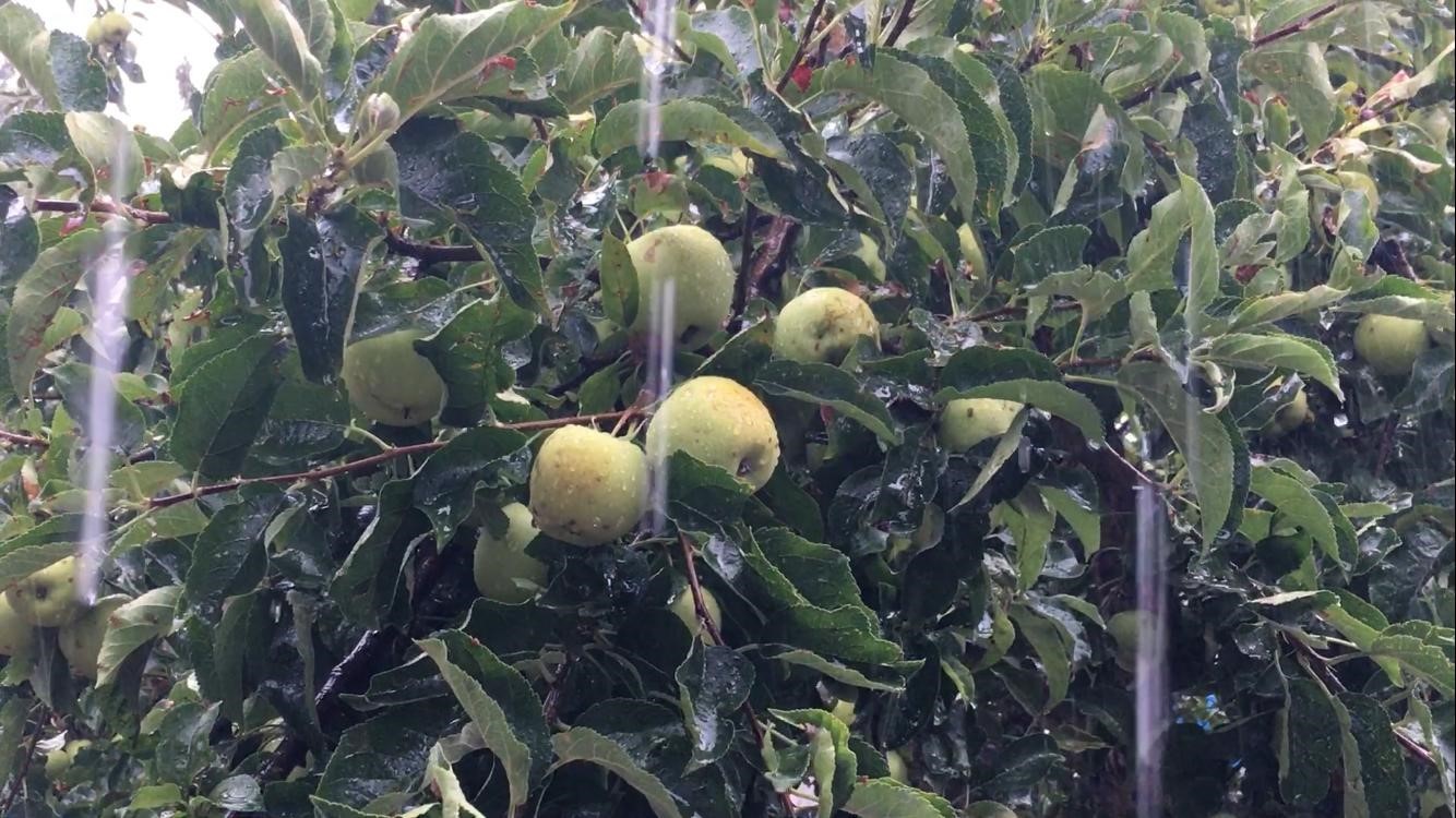 Mersin’de Toroslardan sahile kadar yağmur etkili oldu
