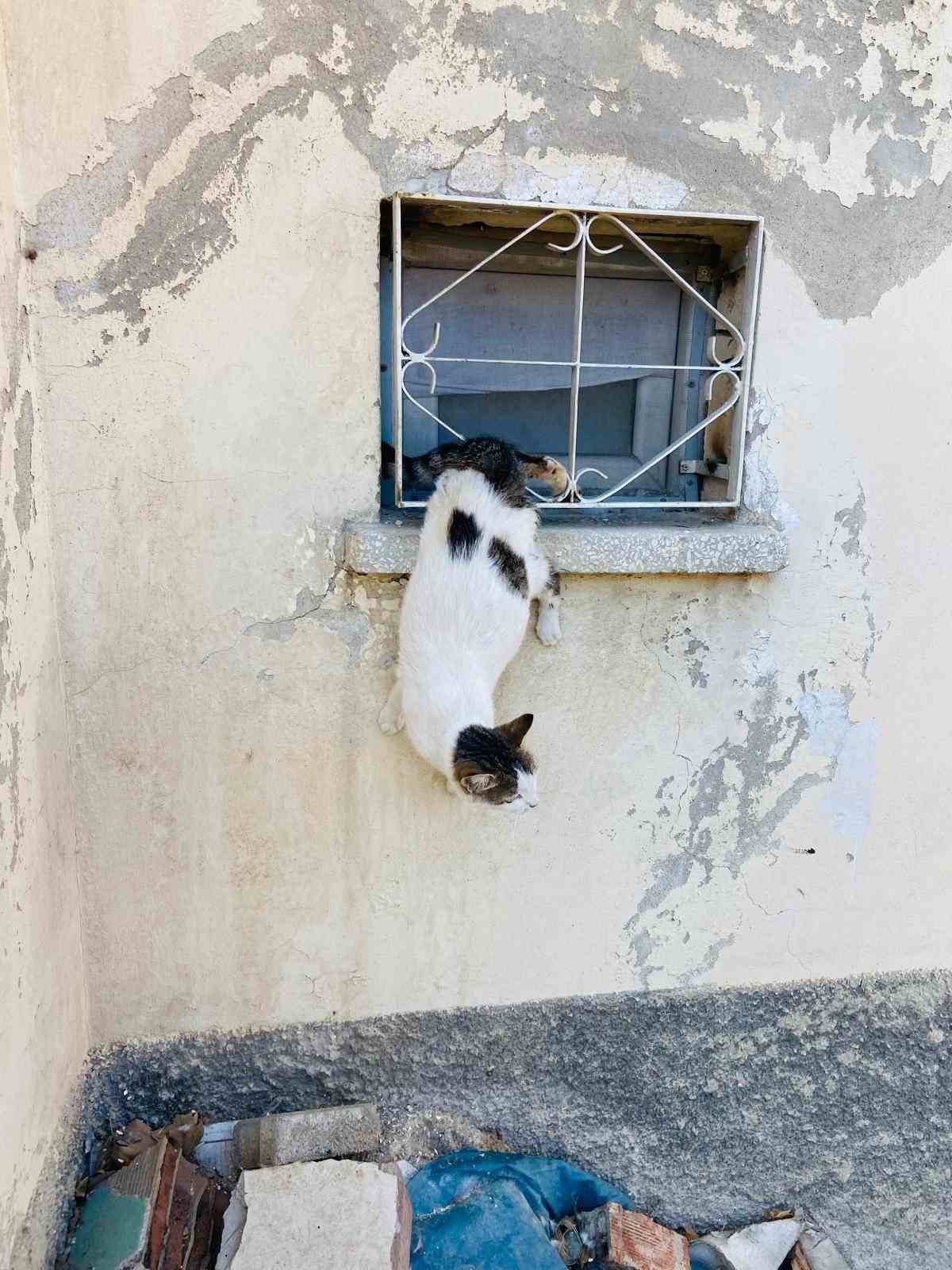 Kahramanmaraş’ta kedi sıkıştığı yerden kurtarıldı
