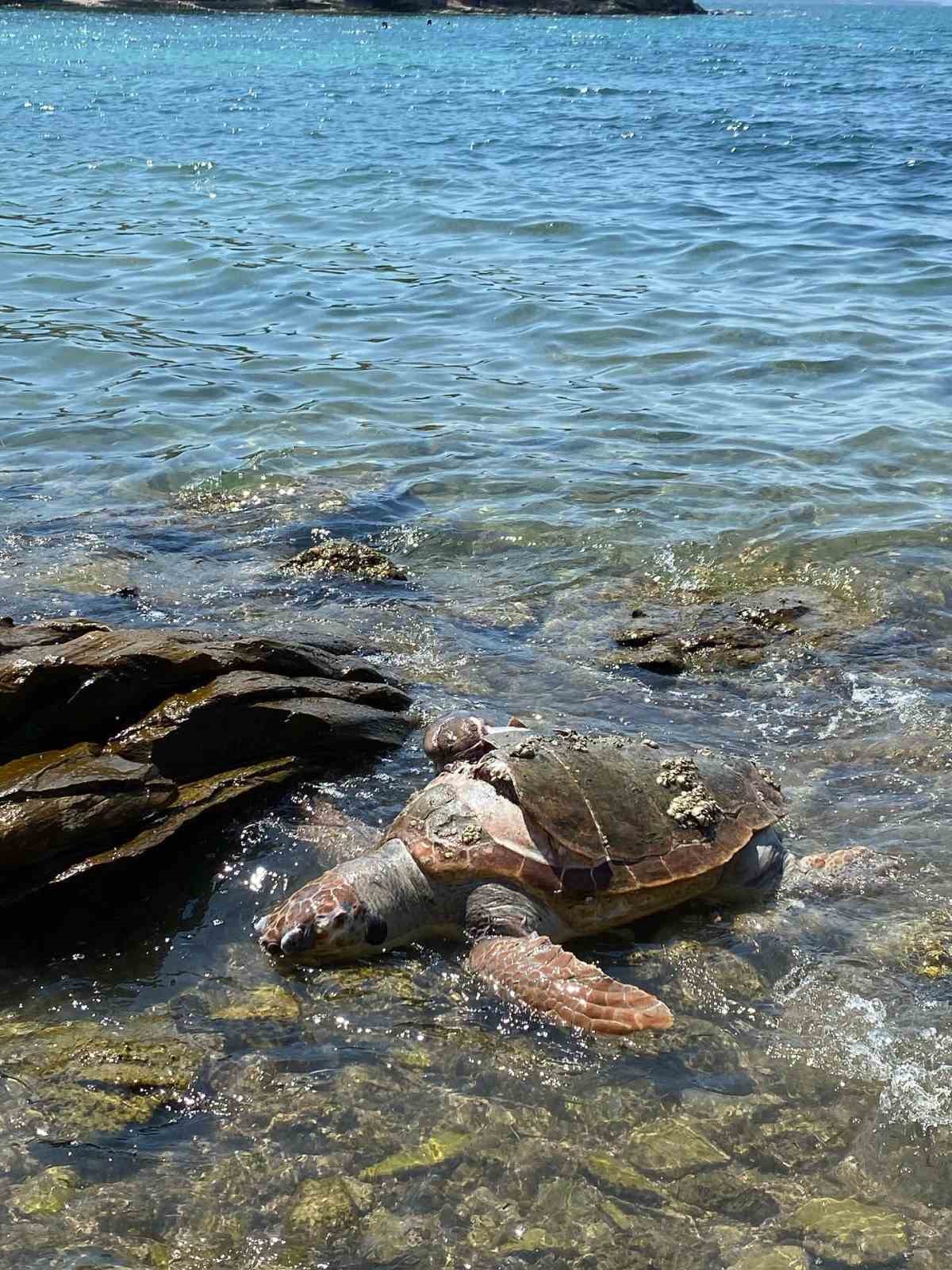 Denizde ölü caretta caretta bulundu
