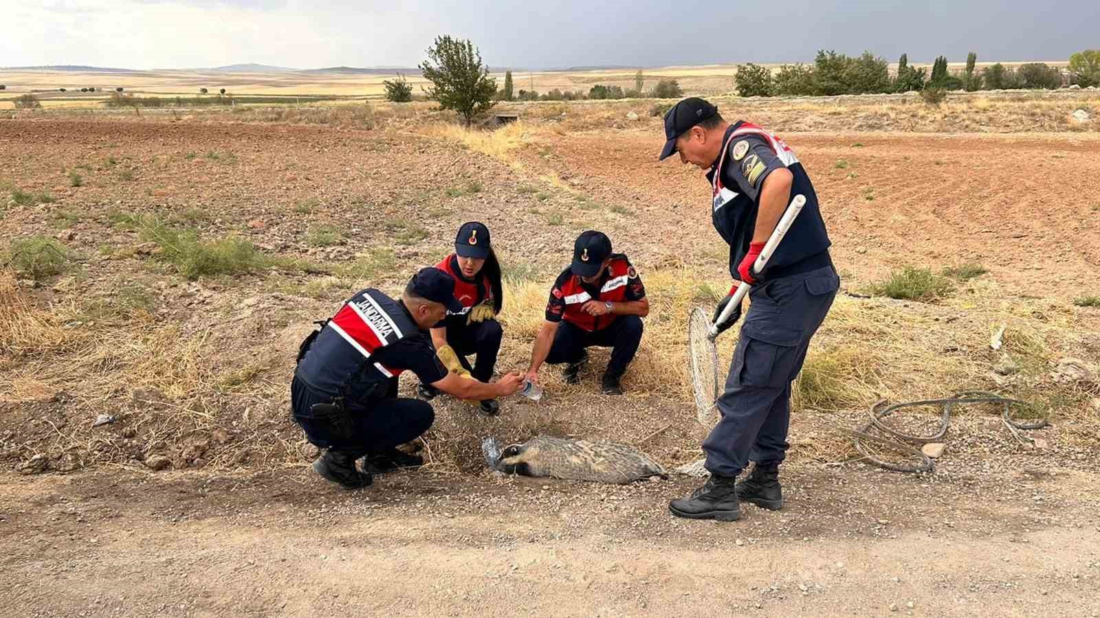 Türkiye’de nadir görülüyordu, yaralı halde bulundu
