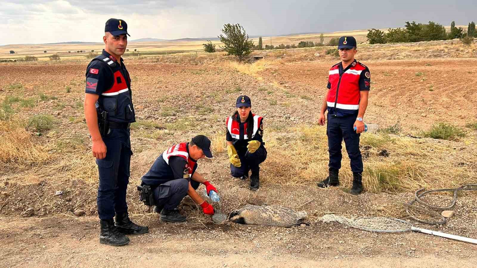 Türkiye’de nadir görülüyordu, yaralı halde bulundu
