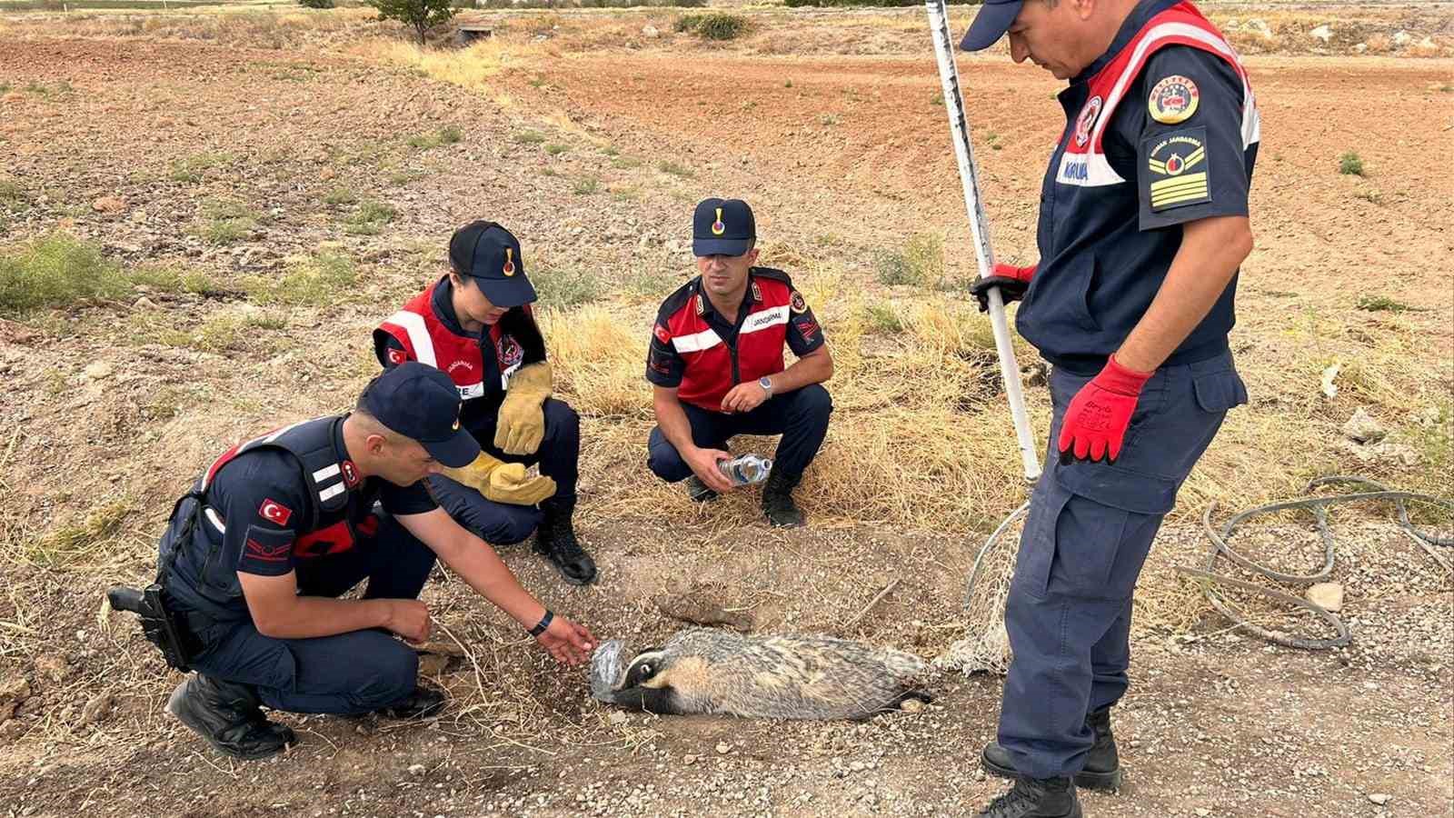 Türkiye’de nadir görülüyordu, yaralı halde bulundu
