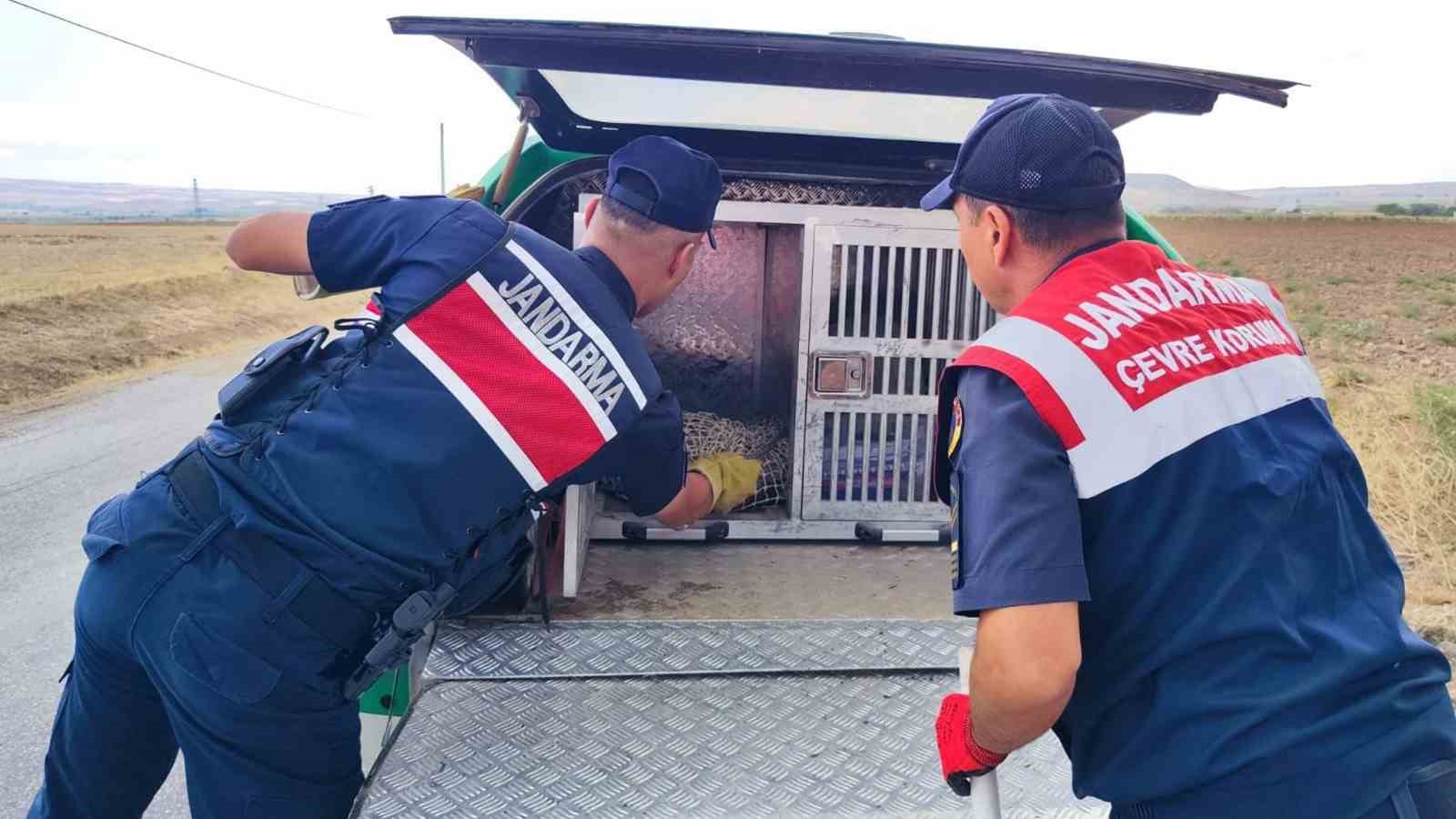 Türkiye’de nadir görülüyordu, yaralı halde bulundu
