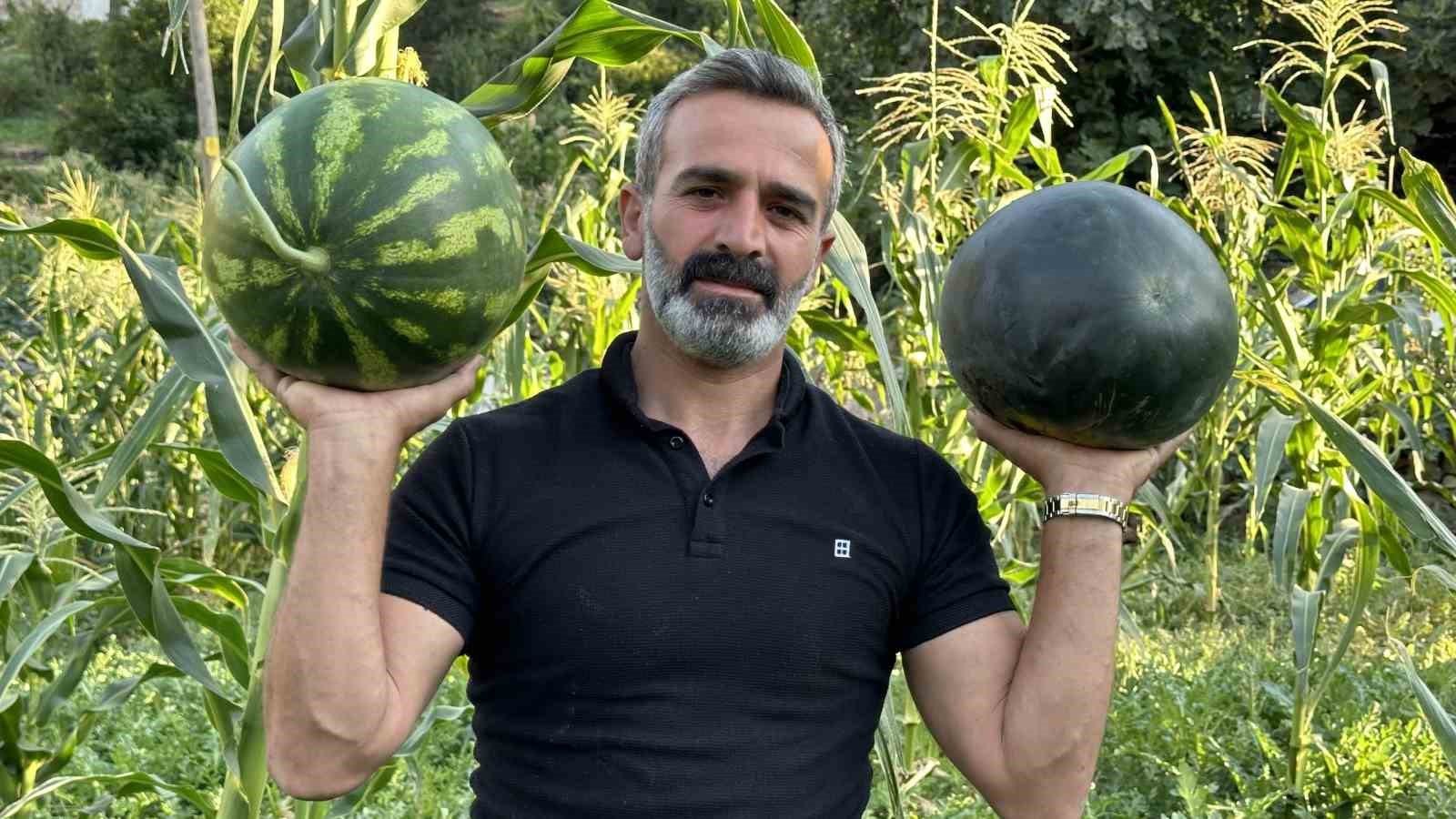 Hem öğretmen hem de çiftçi: Yetiştirdiği karpuzlar 20 kiloya ulaştı
