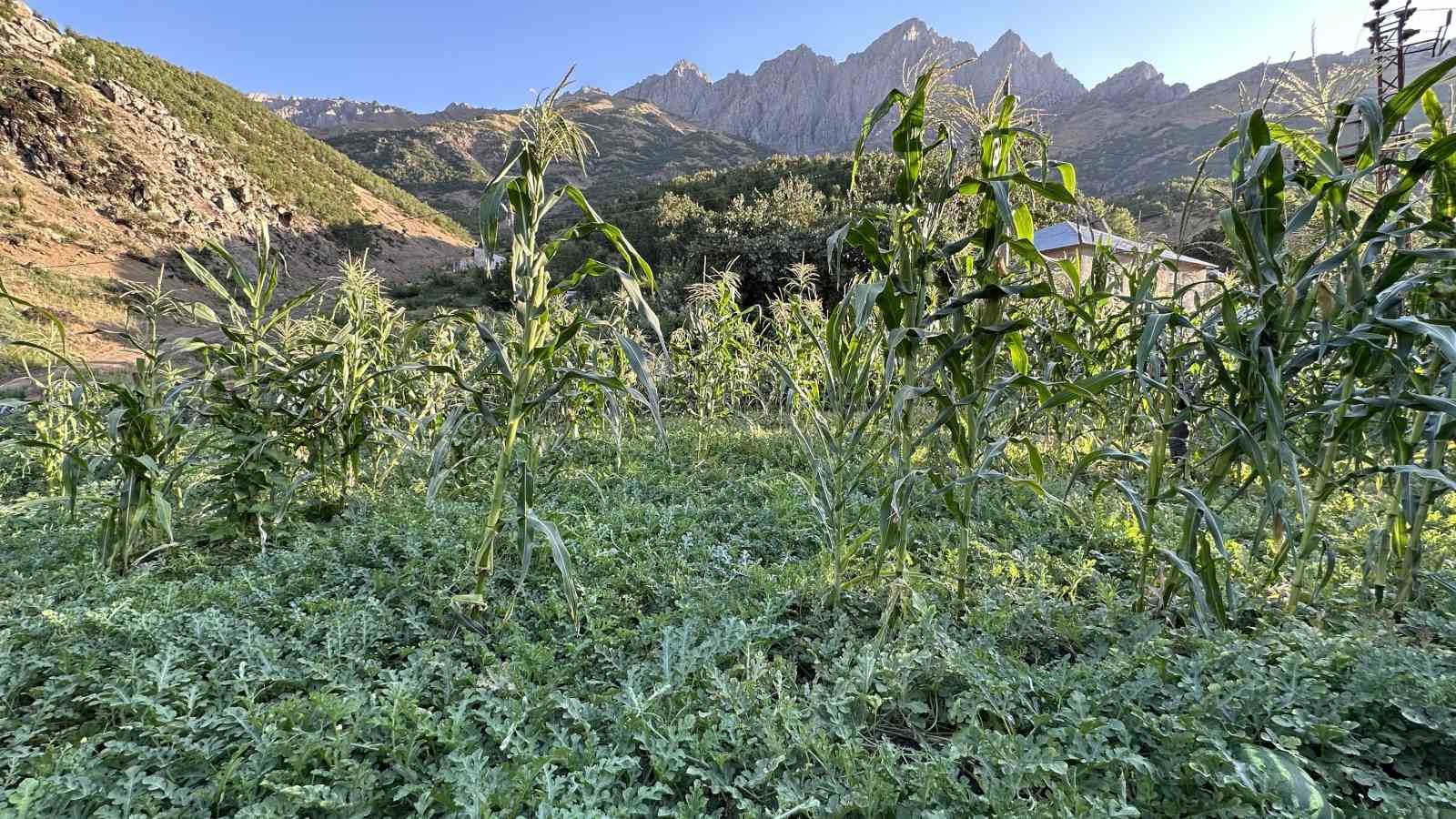 Hem öğretmen hem de çiftçi: Yetiştirdiği karpuzlar 20 kiloya ulaştı
