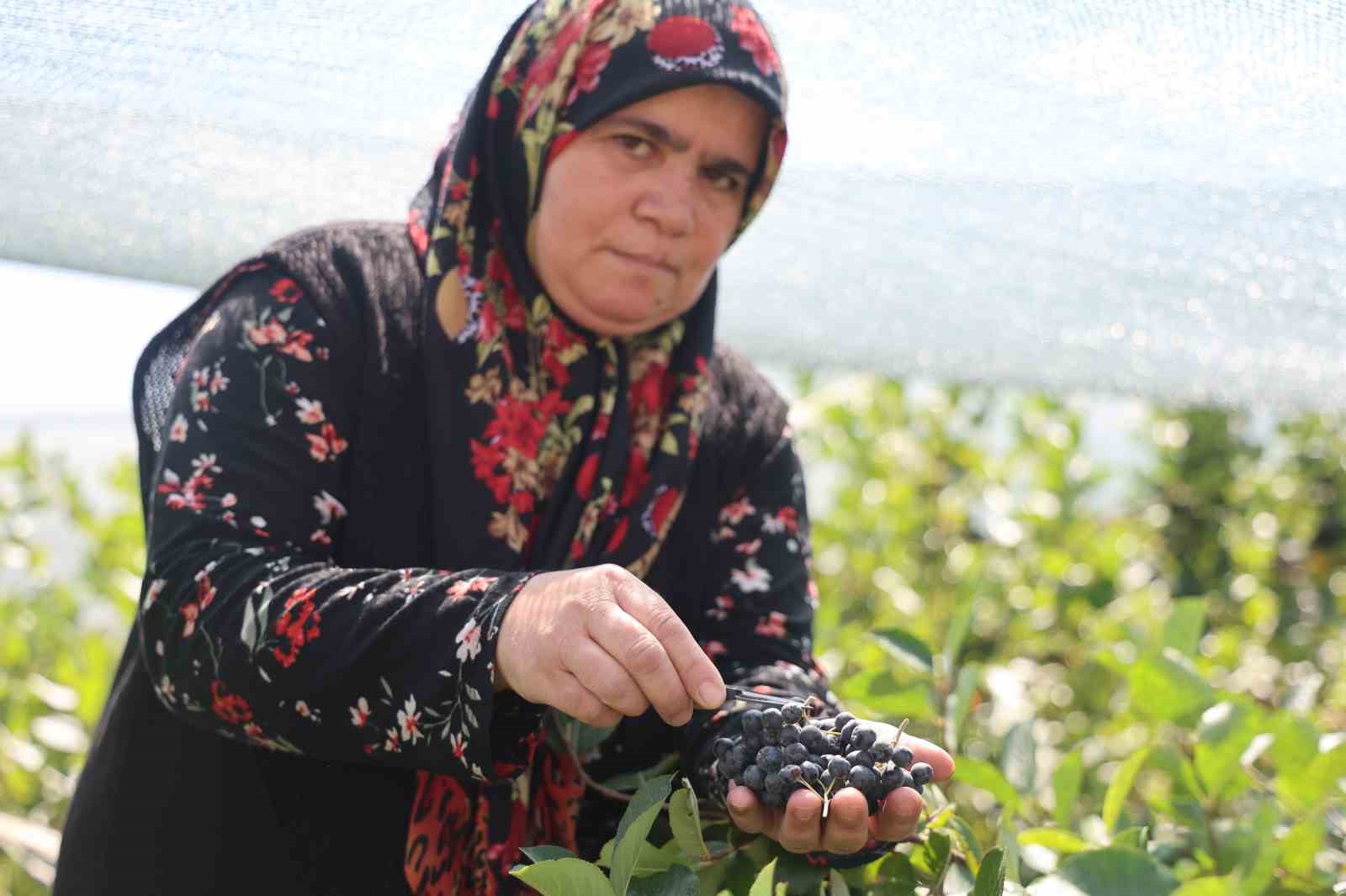 Kuzey Amerikalı aronya meyvesinin Konya Ovasında elle hasadı başladı
