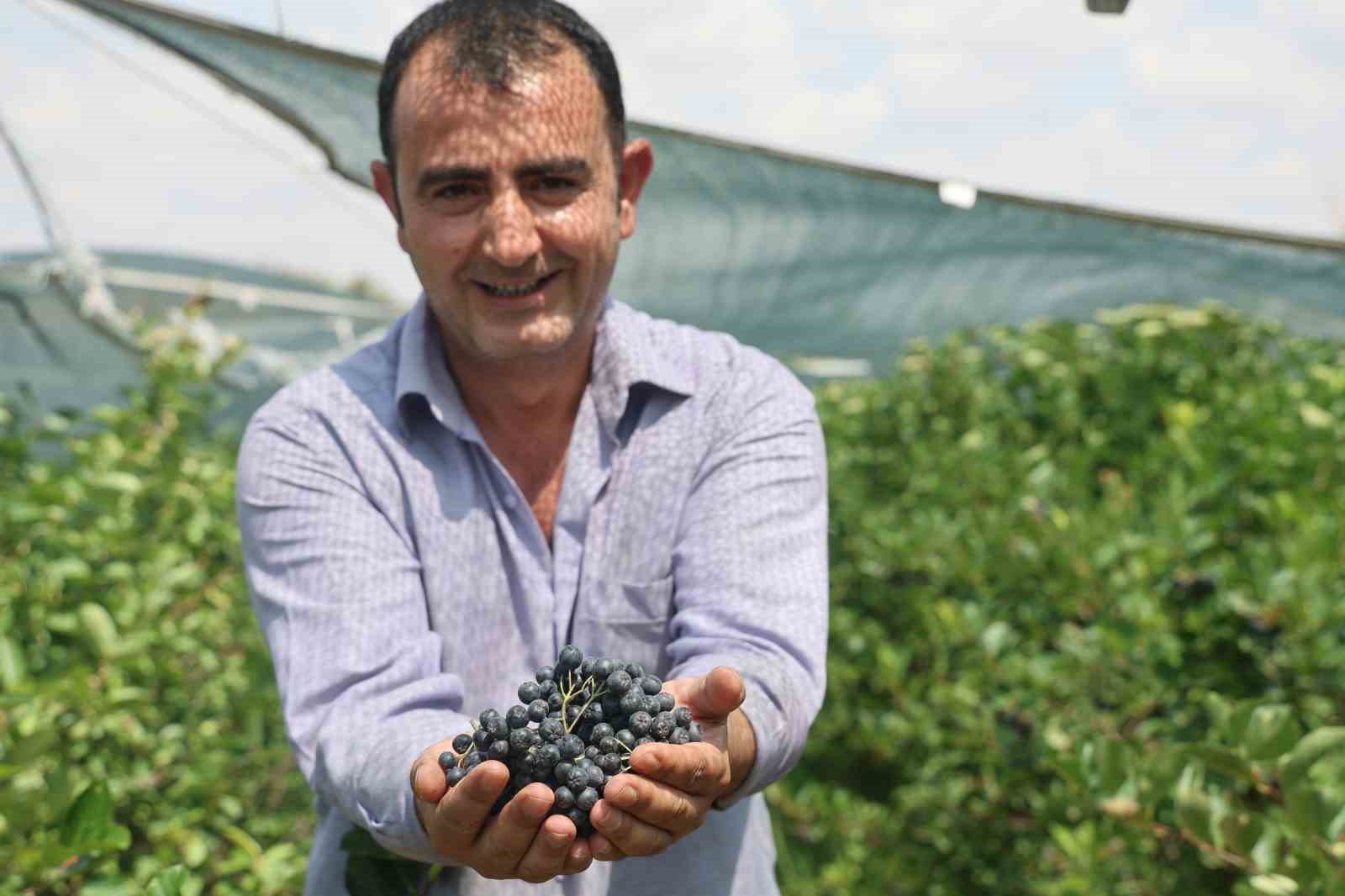 Kuzey Amerikalı aronya meyvesinin Konya Ovasında elle hasadı başladı
