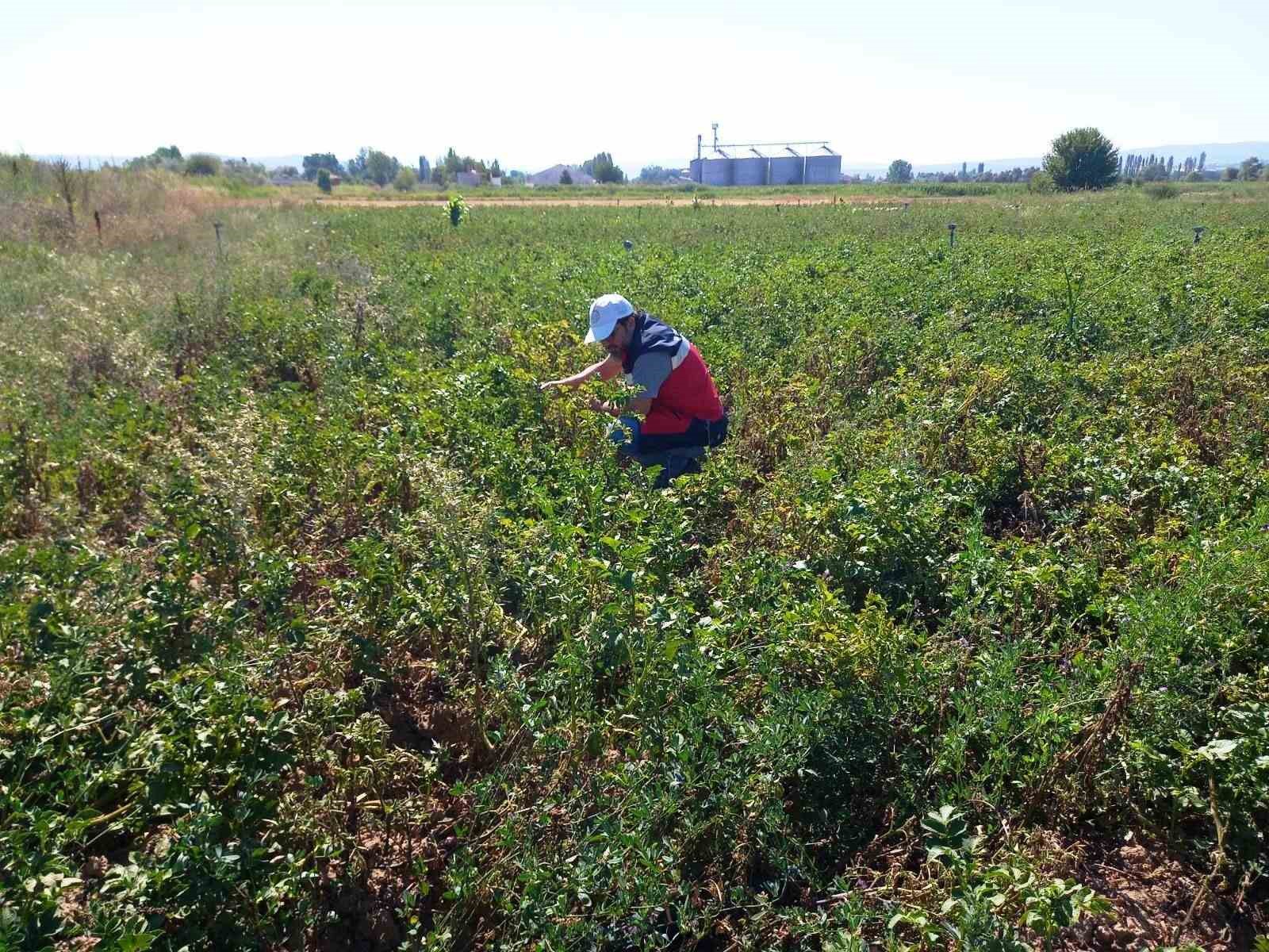 Tavşanlı’da patates üretimi yapılan alanlarda hastalık ve zararlı surveyleri yapıldı
