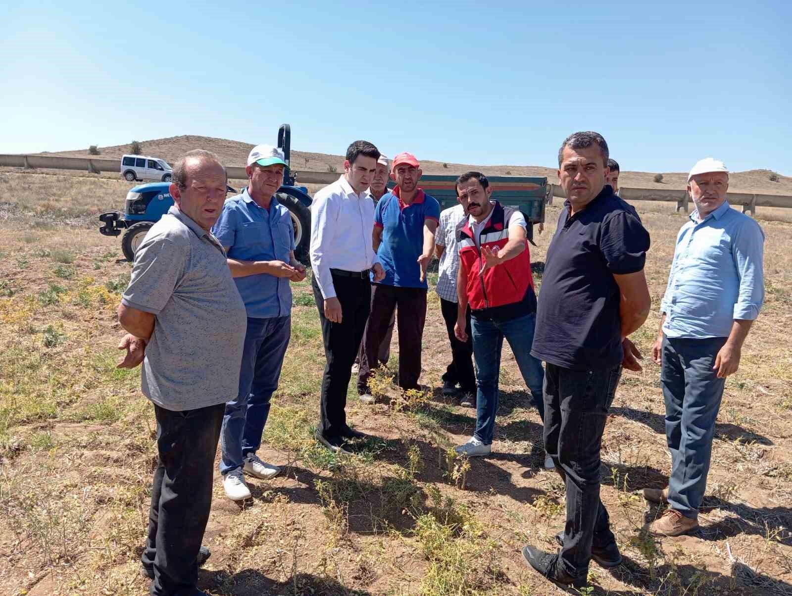 Kaymakam Gedik, nohut hasat kontrollerine katıldı
