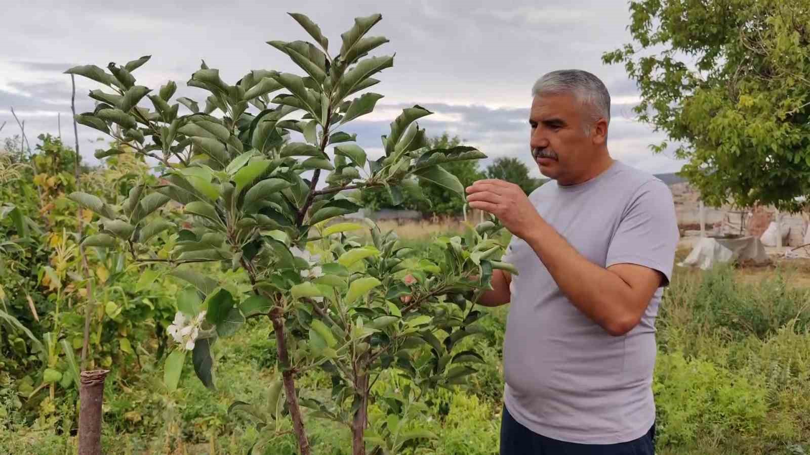 Yozgat’ta meyvesi olan elma ağacı tekrar çiçek açtı
