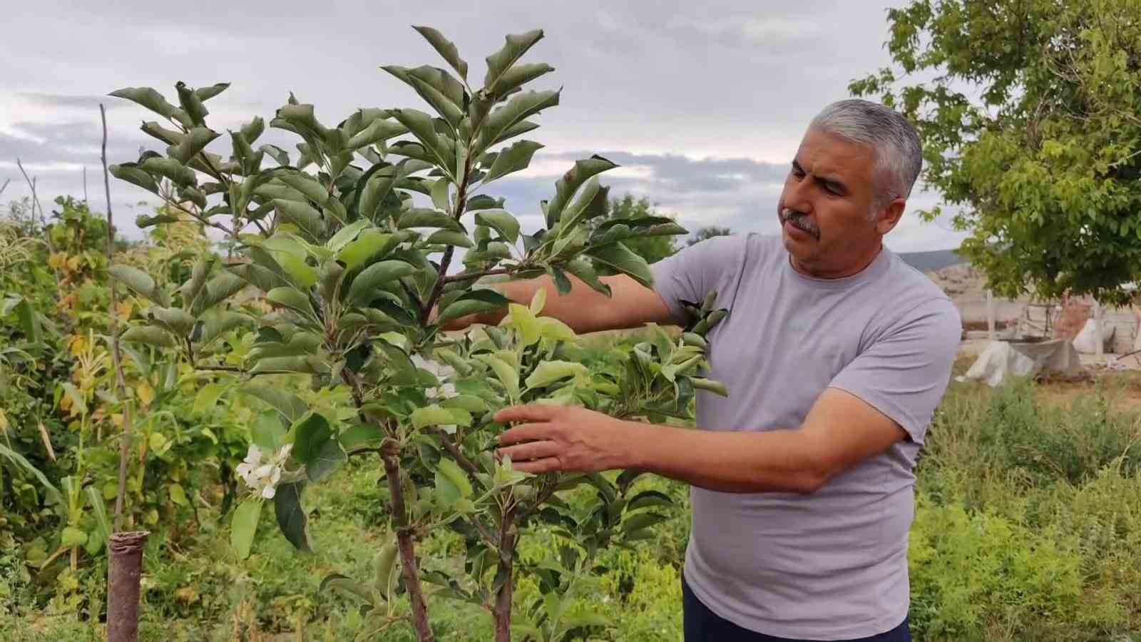 Yozgat’ta meyvesi olan elma ağacı tekrar çiçek açtı
