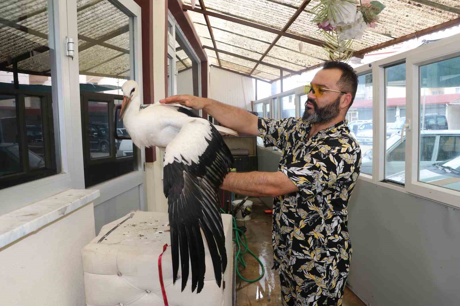 Yolda bulduğu leyleği her gün 1 kilo ciğerle besledi
