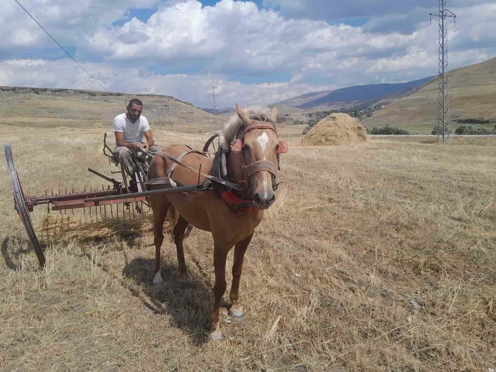 Sarıkamış’ta hasat vakti, Çiftçiler ektiklerini topluyor
