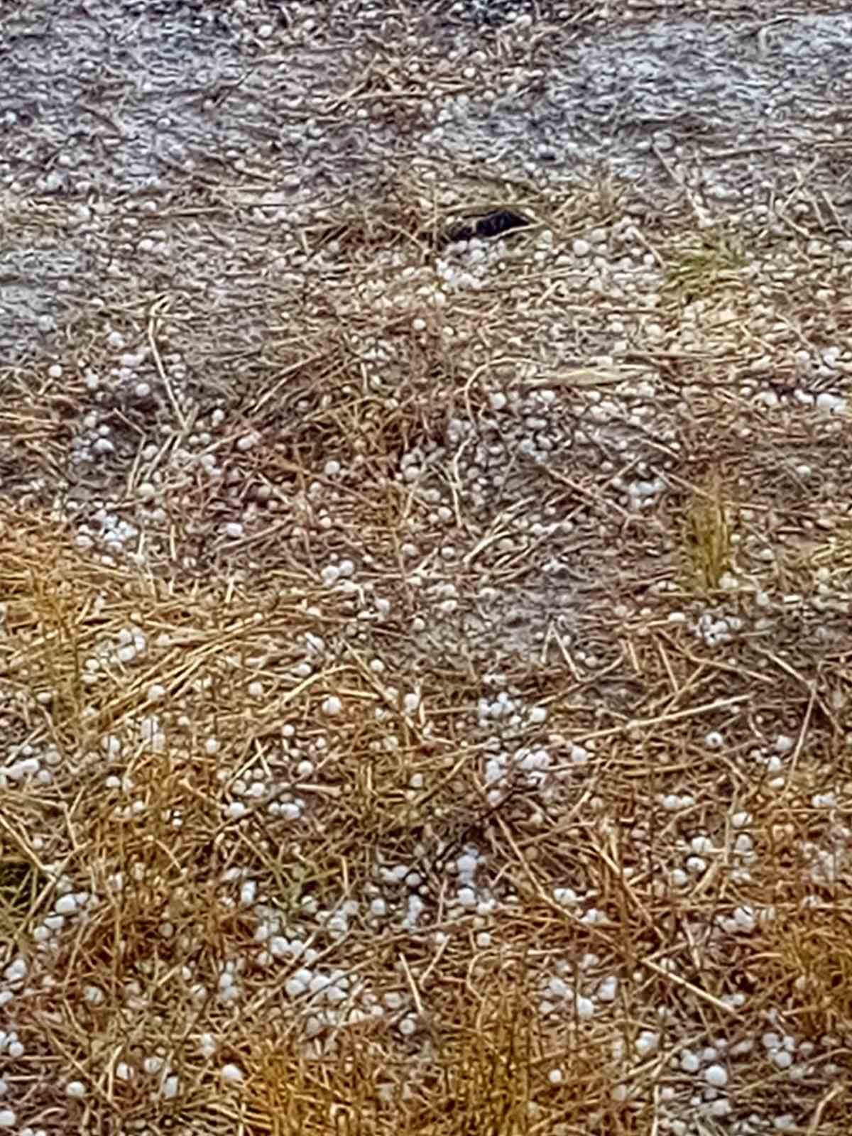 Çameli’nde şiddetli dolu ekili arazilere zarar verdi
