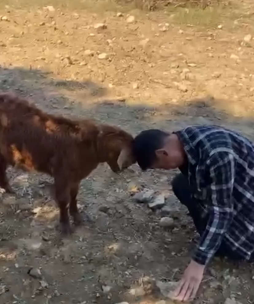 Oğlak ile oyun oynayarak keyifli anlar yaşadı
