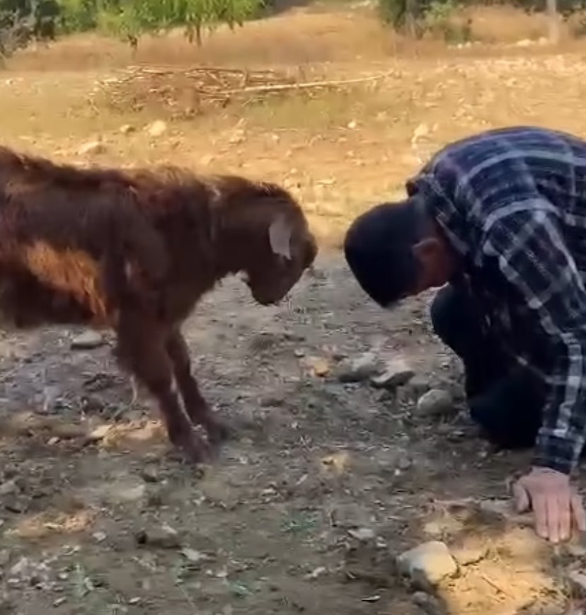 Oğlak ile oyun oynayarak keyifli anlar yaşadı
