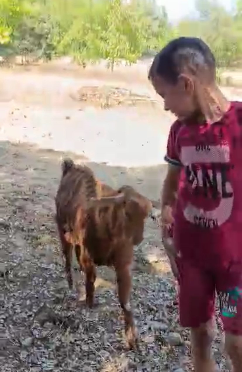 Oğlak ile oyun oynayarak keyifli anlar yaşadı
