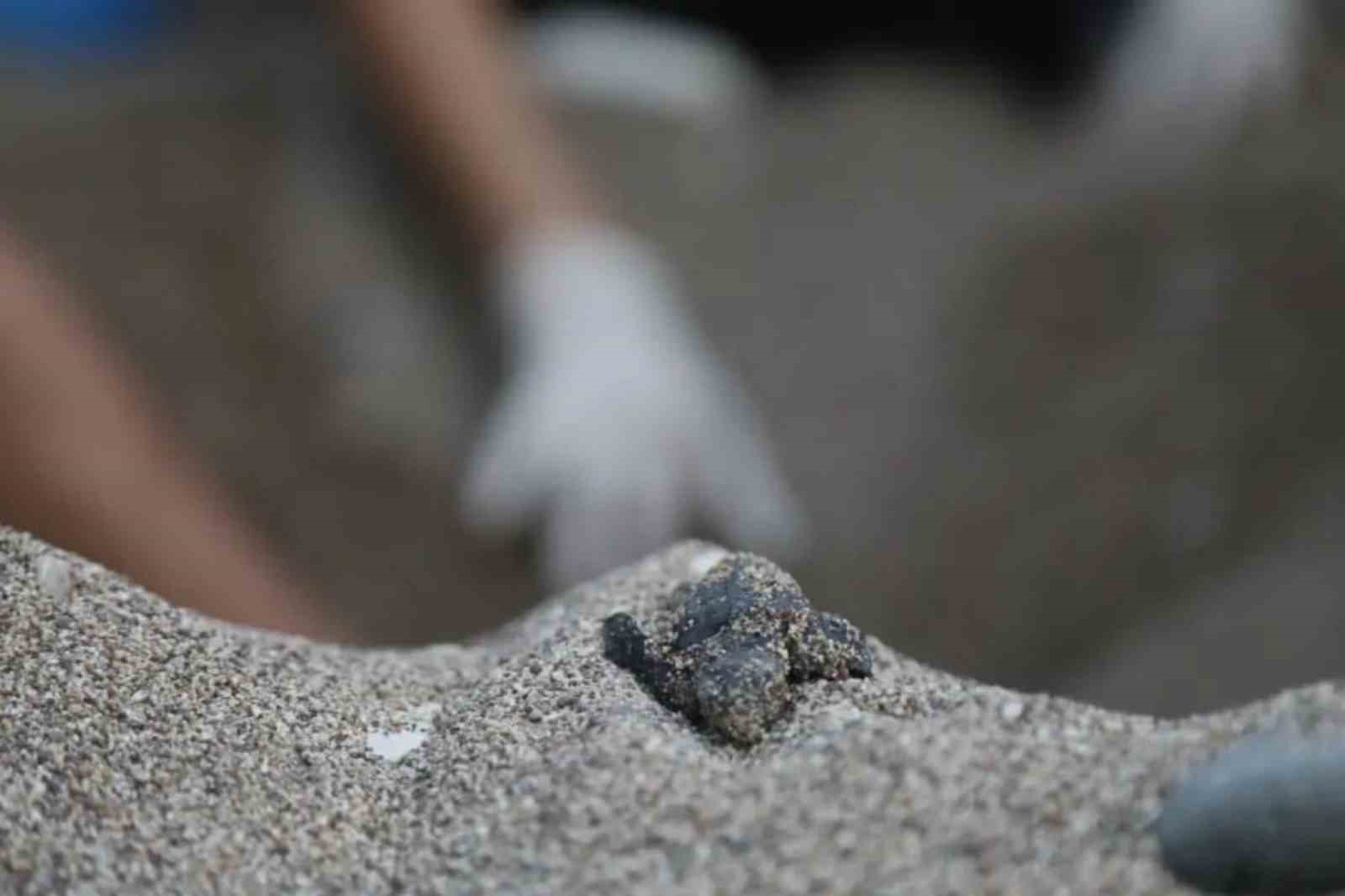 Caretta carettaların plastiklerle mücadelesi
