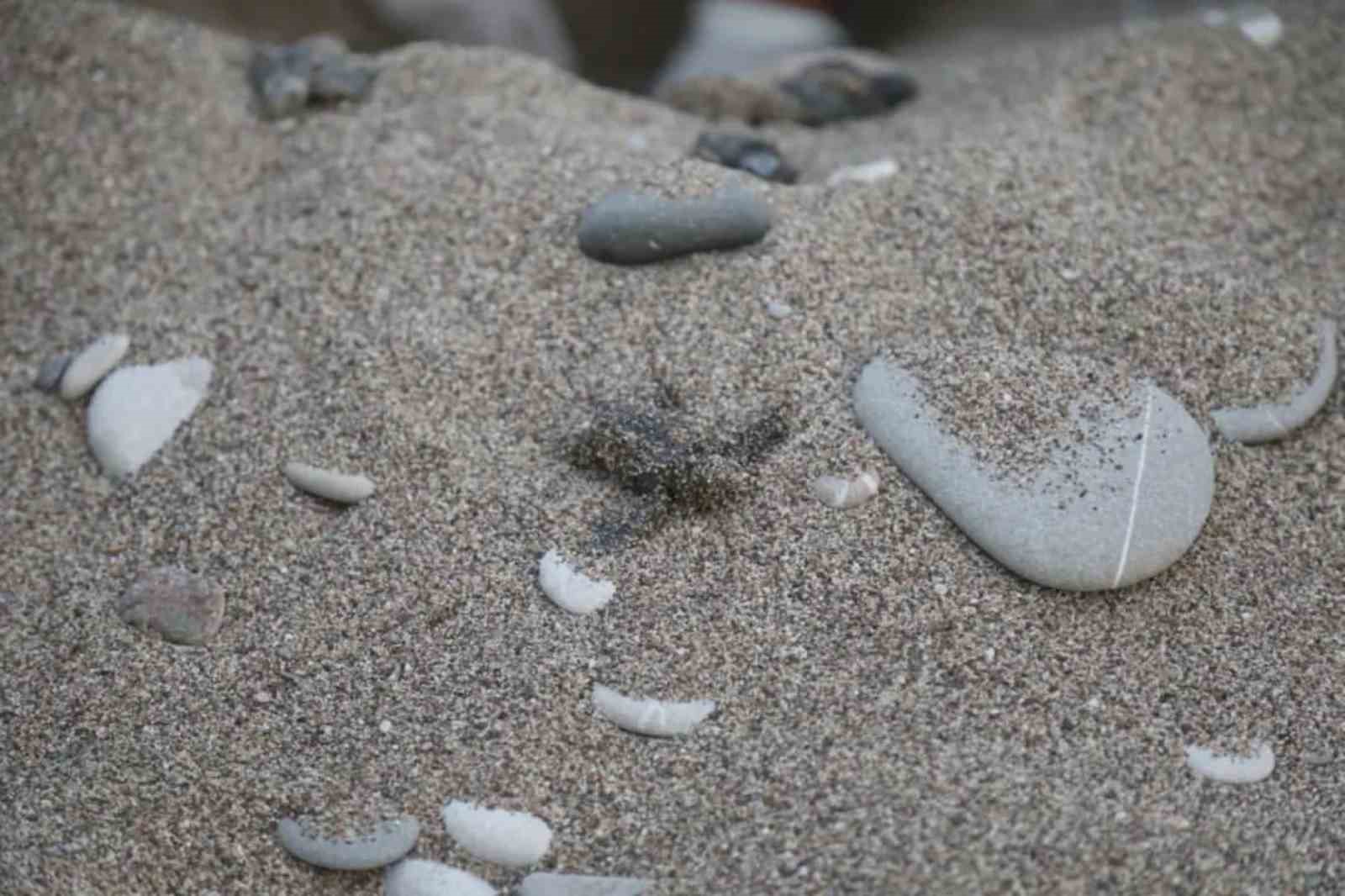 Caretta carettaların plastiklerle mücadelesi
