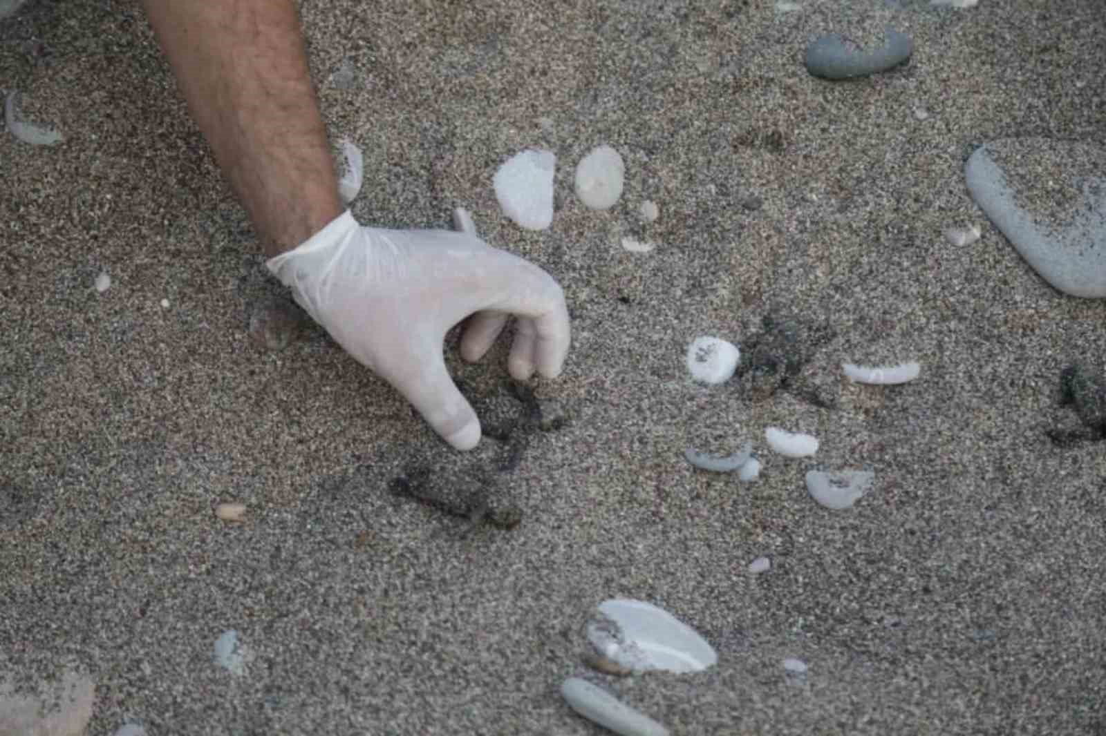 Caretta carettaların plastiklerle mücadelesi
