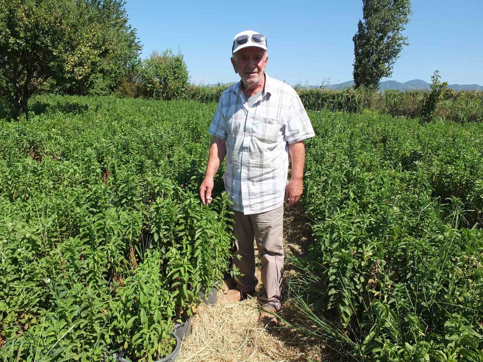 Burhaniye Stevia üretim merkezi oldu
