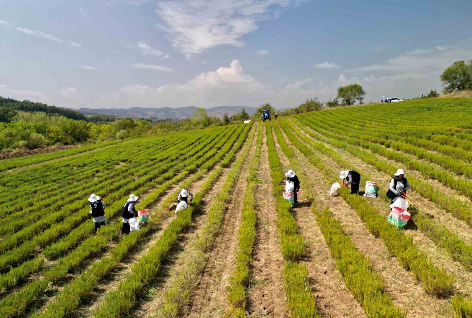 Tarımda yenilik: Yerli üretim makineyle biberiye hasadı
