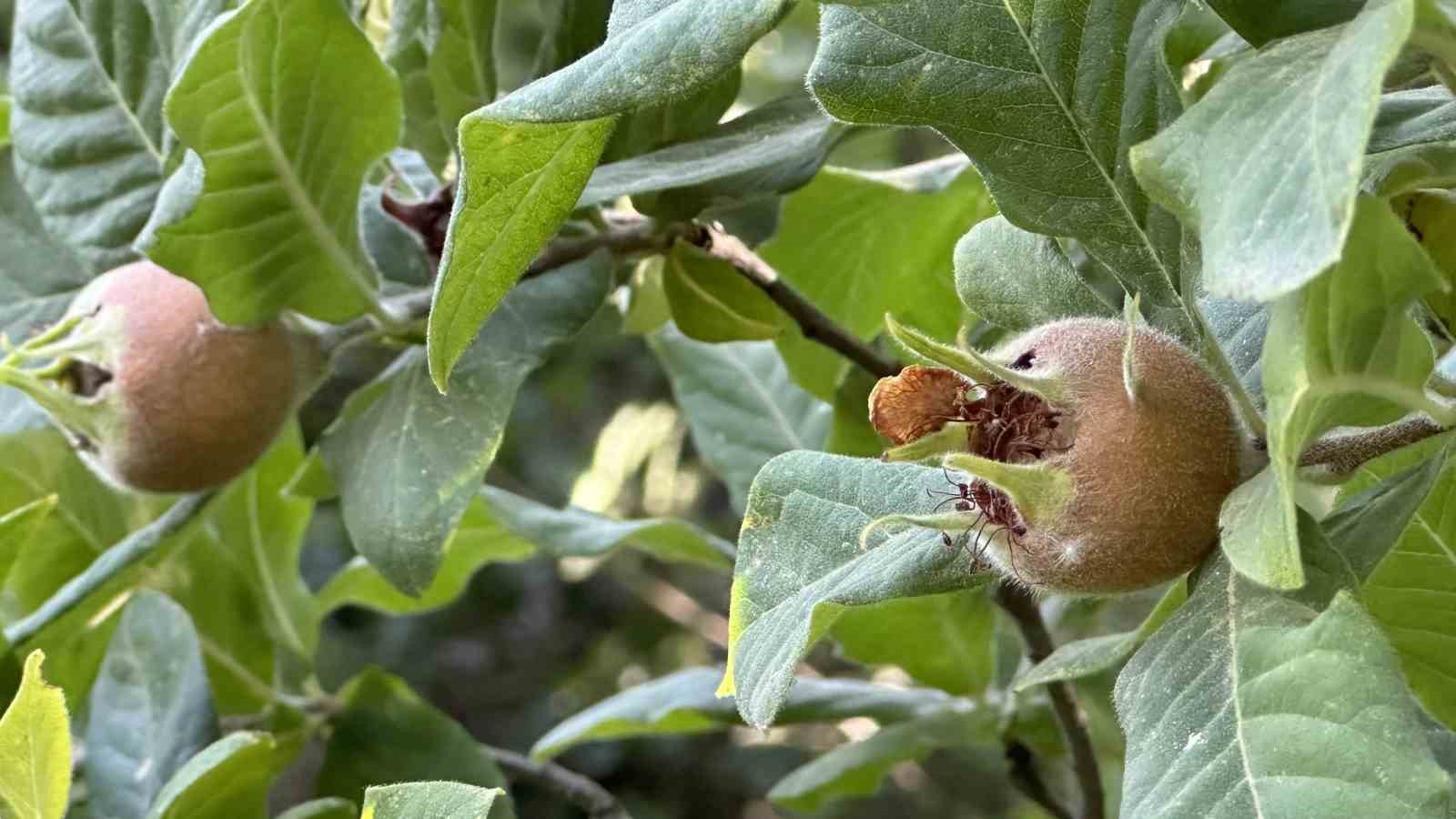 Japonya’nın muşmula meyvesi Yüksekova’da yetişti
