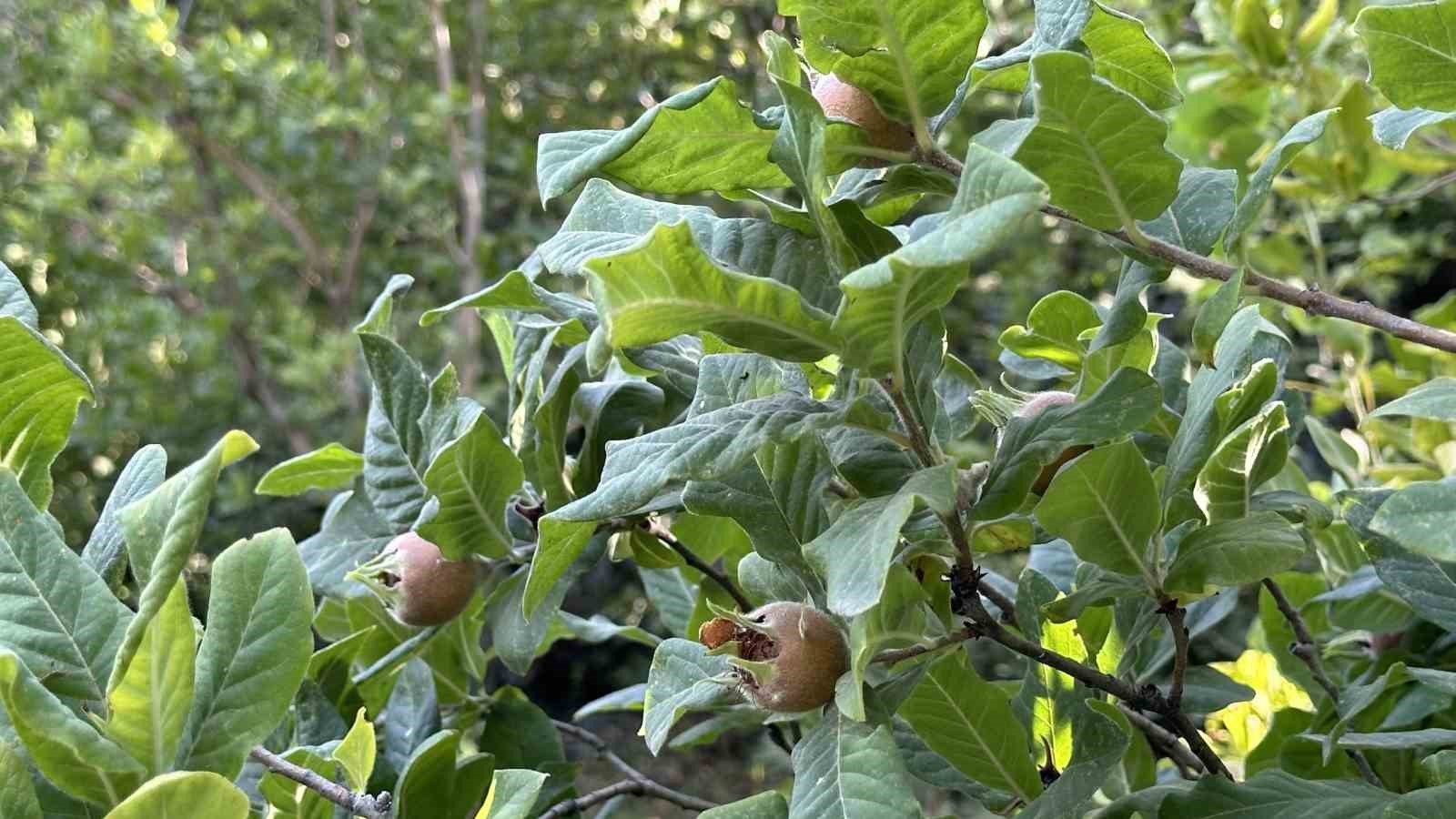 Japonya’nın muşmula meyvesi Yüksekova’da yetişti
