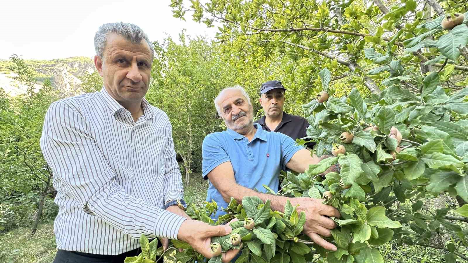 Japonya’nın muşmula meyvesi Yüksekova’da yetişti
