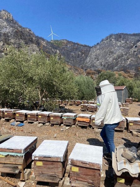 Söke’de arı konaklatma yerleri denetimleri sürüyor
