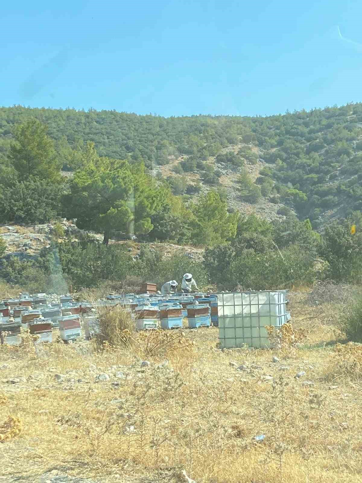 Söke’de arı konaklatma yerleri denetimleri sürüyor
