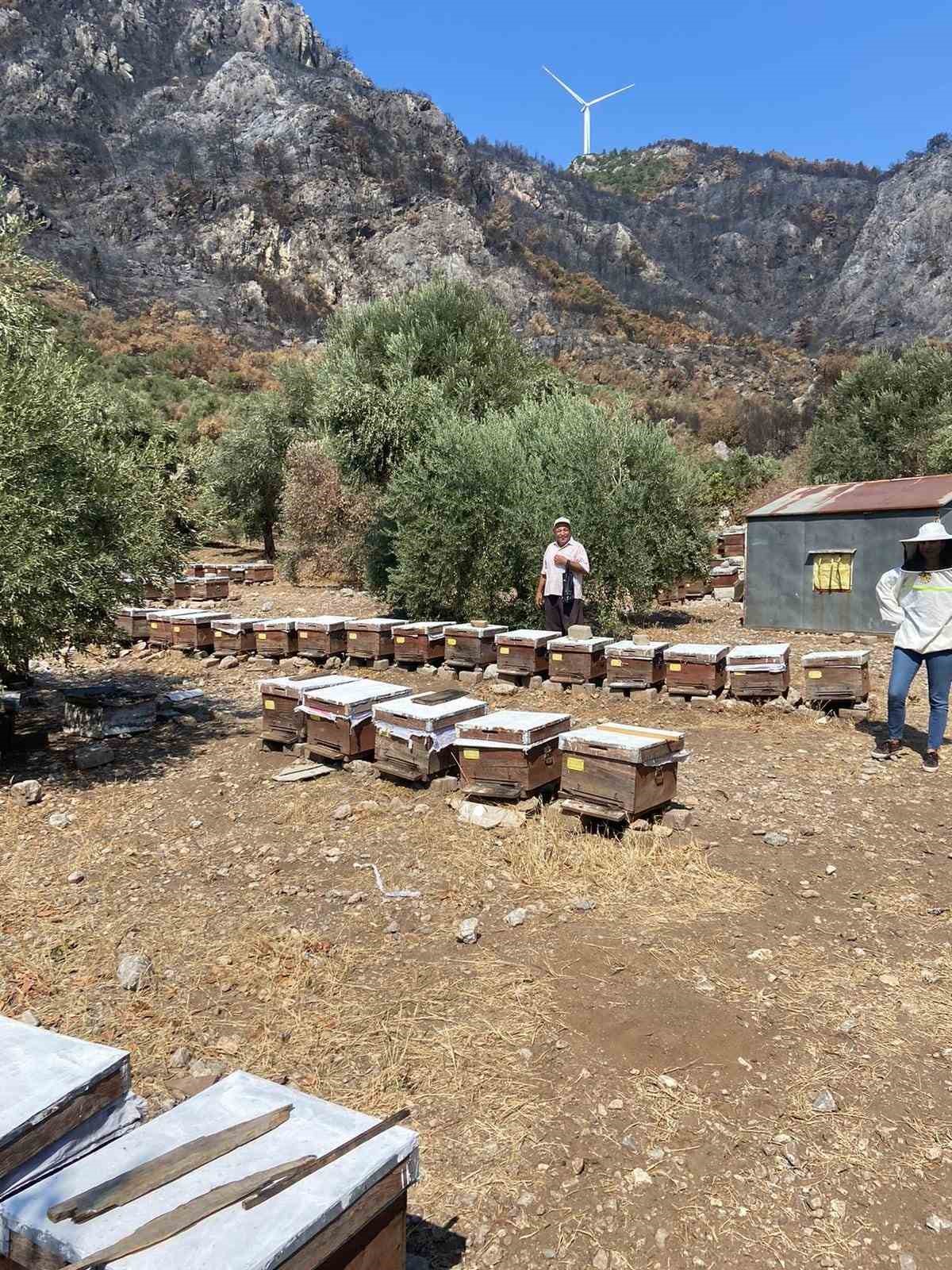 Söke’de arı konaklatma yerleri denetimleri sürüyor
