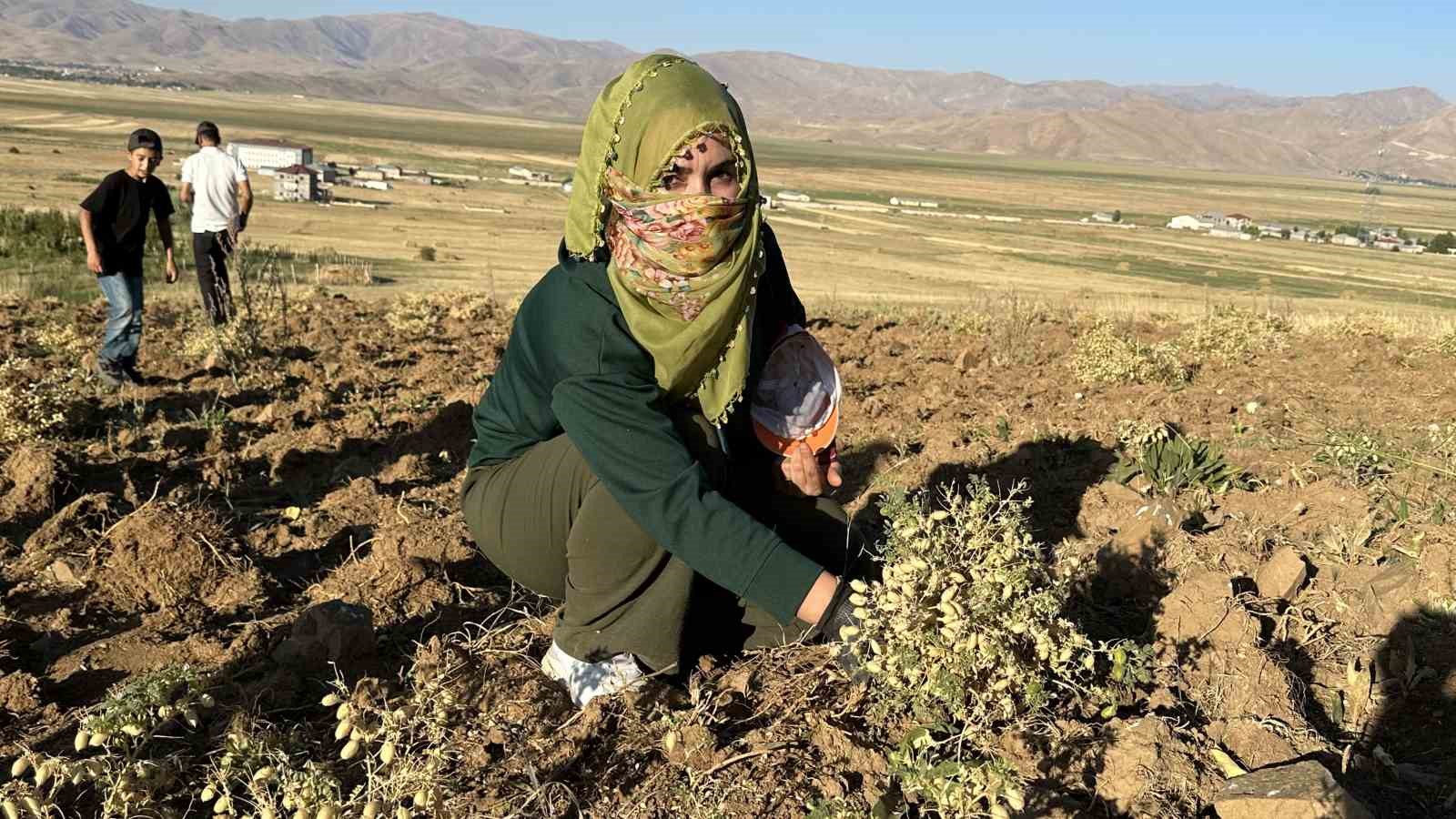 Yüksekova’da kadınlar elleriyle nohut hasadı yaptı
