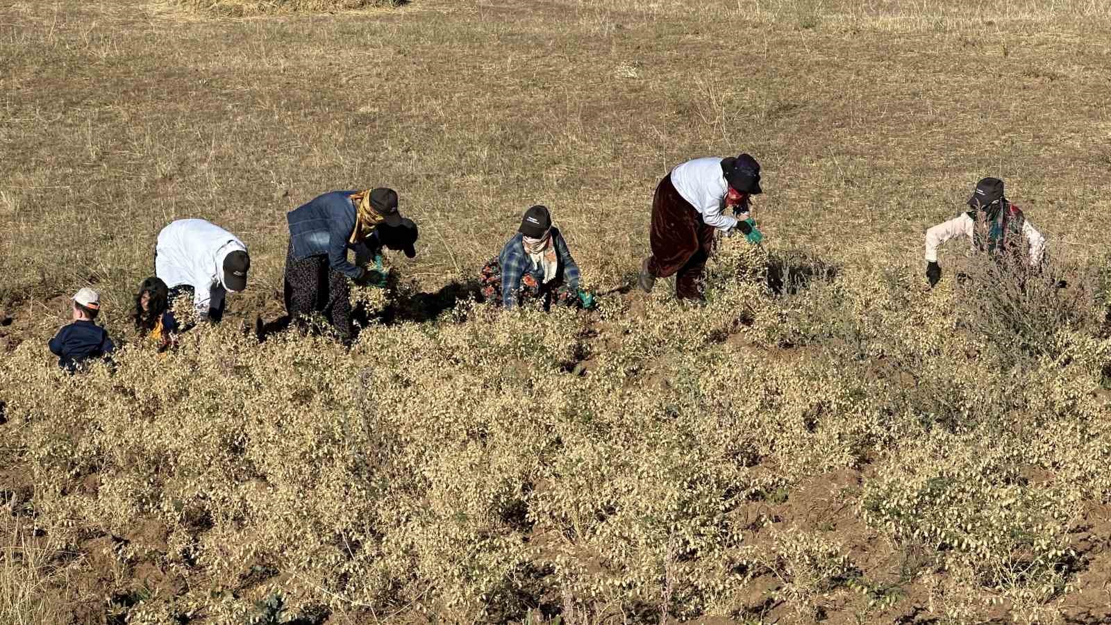 Yüksekova’da kadınlar elleriyle nohut hasadı yaptı
