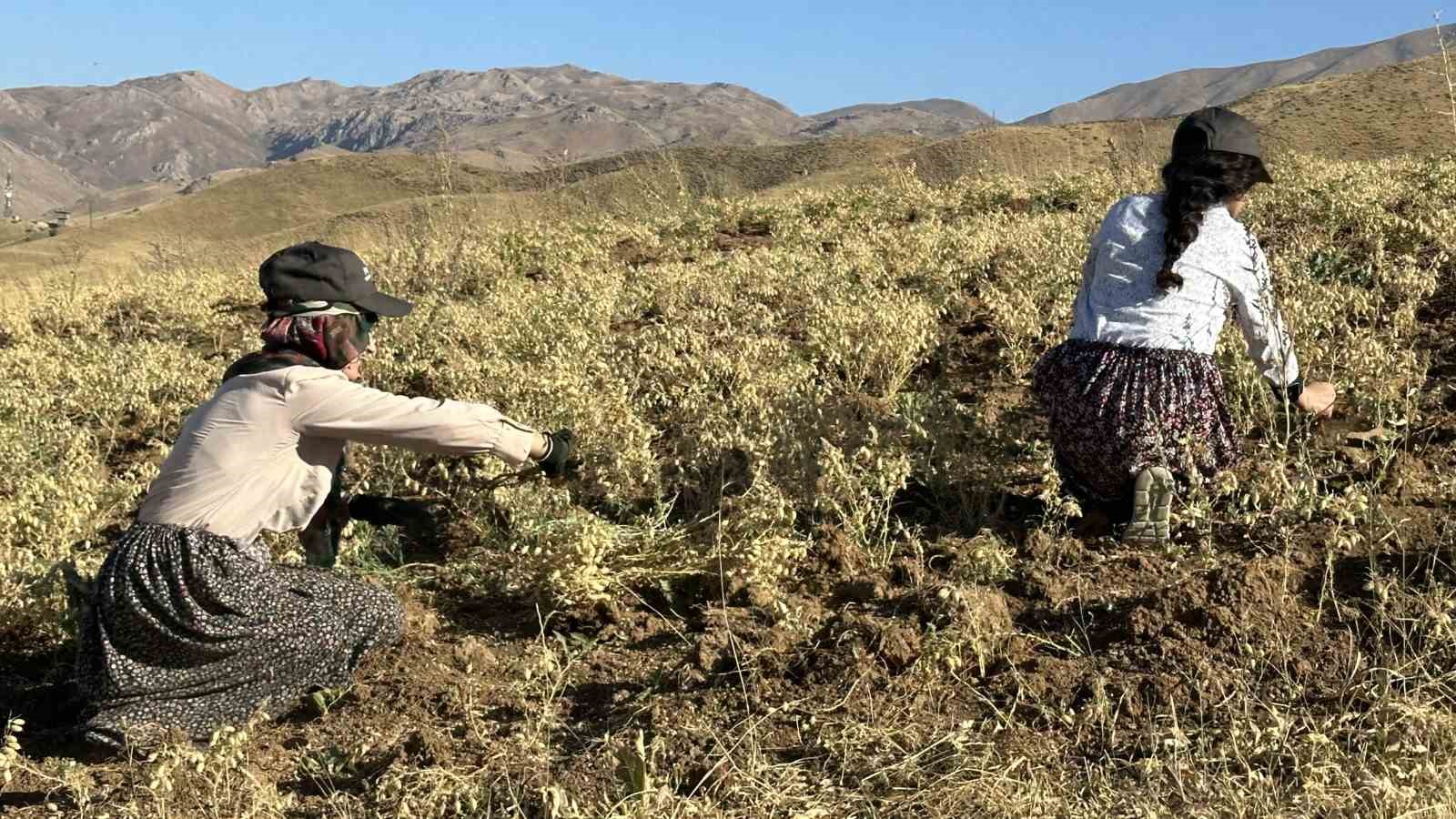 Yüksekova’da kadınlar elleriyle nohut hasadı yaptı
