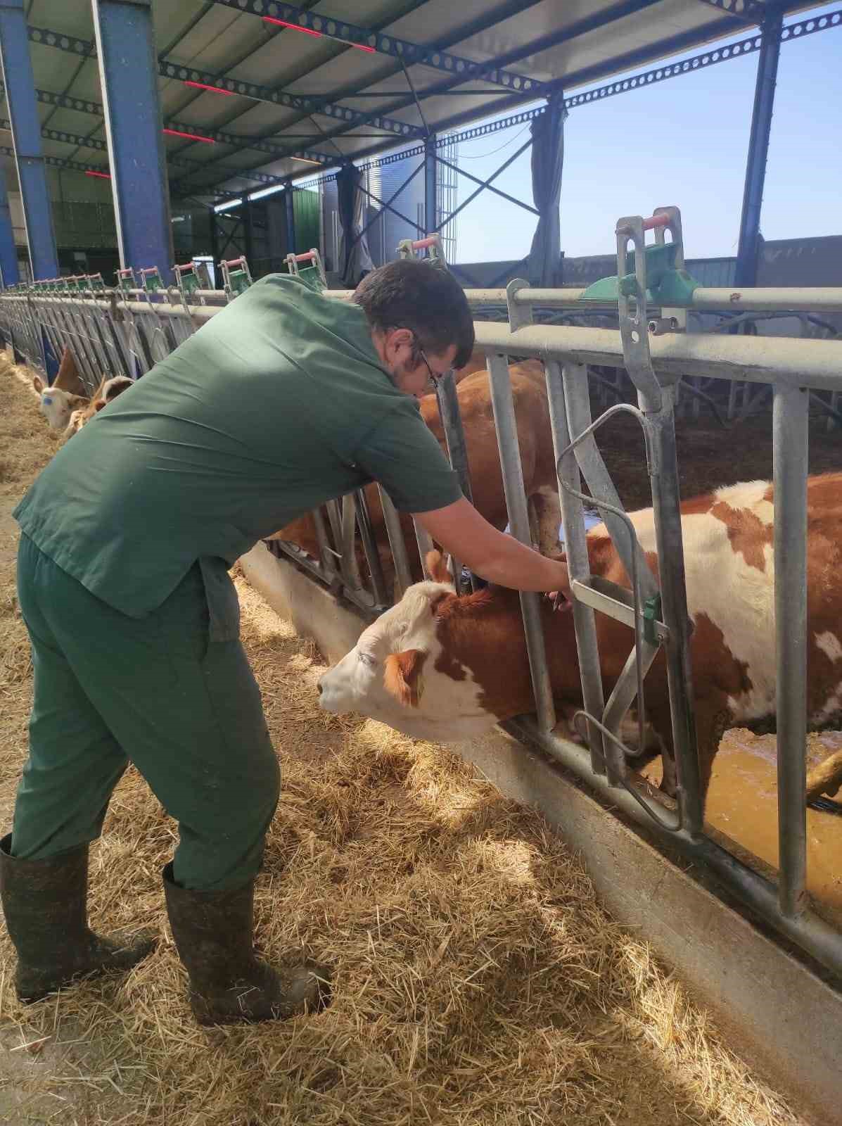 Eskişehir’de ahır ve ağılda sağlık hizmeti devam ediyor
