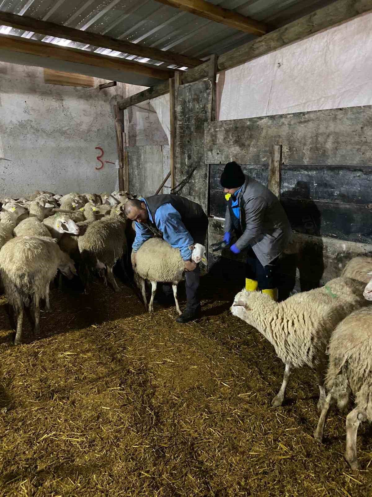 Eskişehir’de ahır ve ağılda sağlık hizmeti devam ediyor
