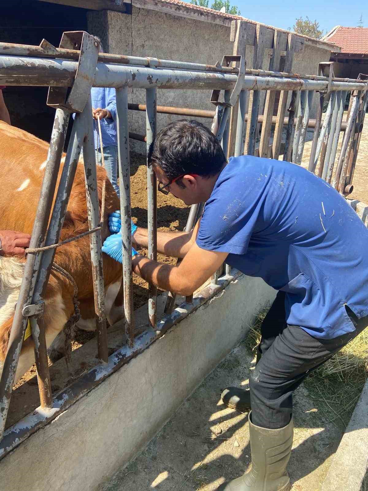 Eskişehir’de ahır ve ağılda sağlık hizmeti devam ediyor
