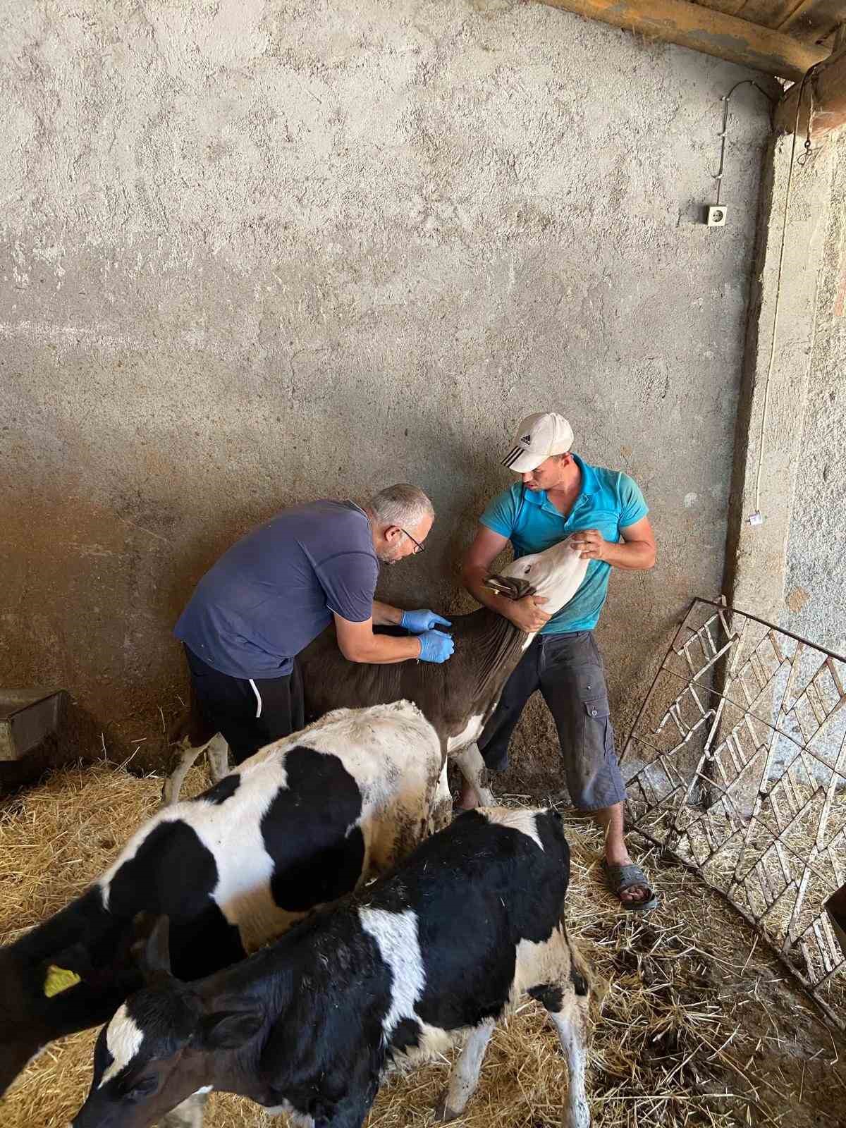 Eskişehir’de ahır ve ağılda sağlık hizmeti devam ediyor
