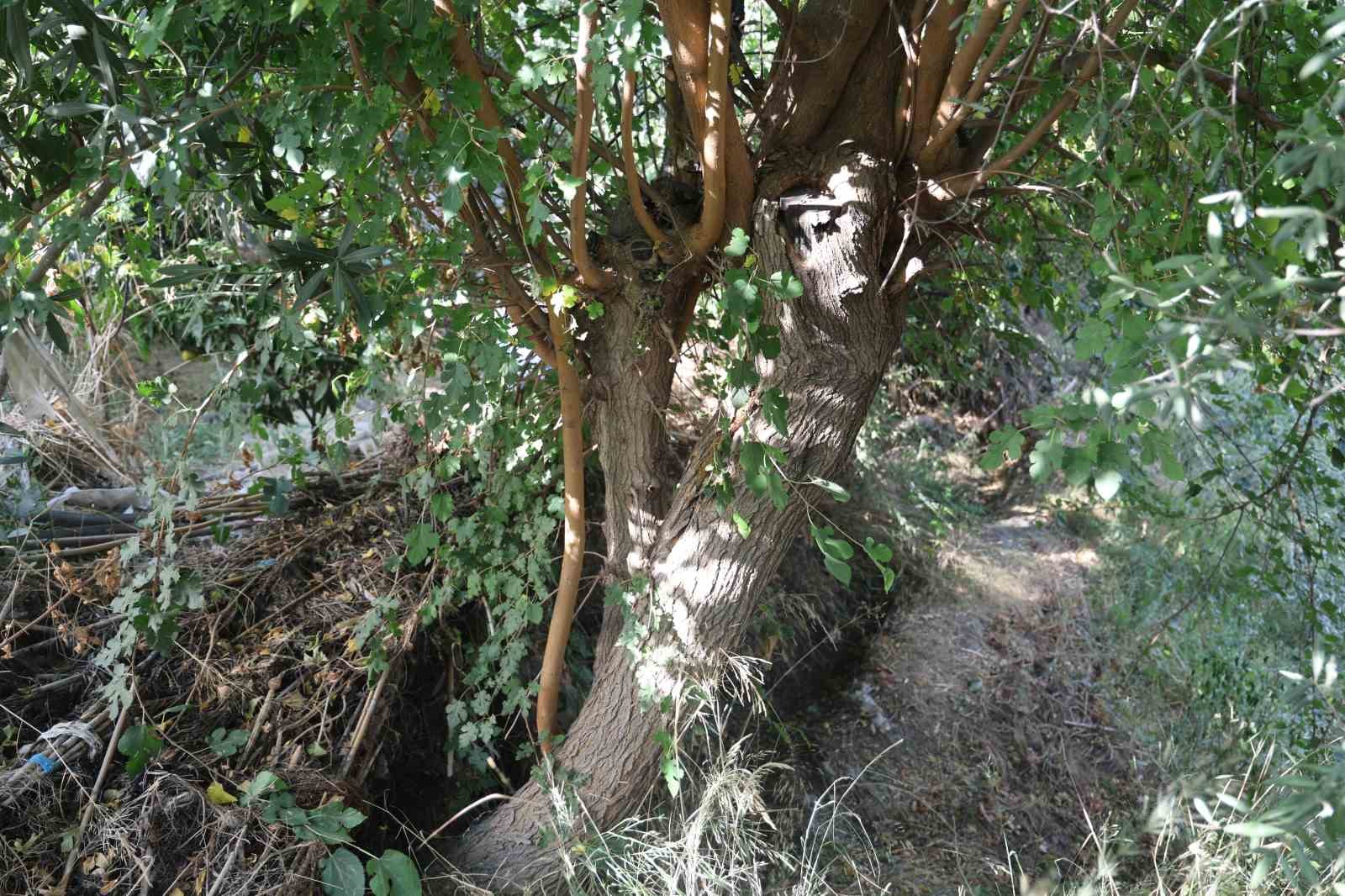 Çiftçi kadın, incir toplarken bir buçuk metrelik engerek yılanıyla karşılaştı
